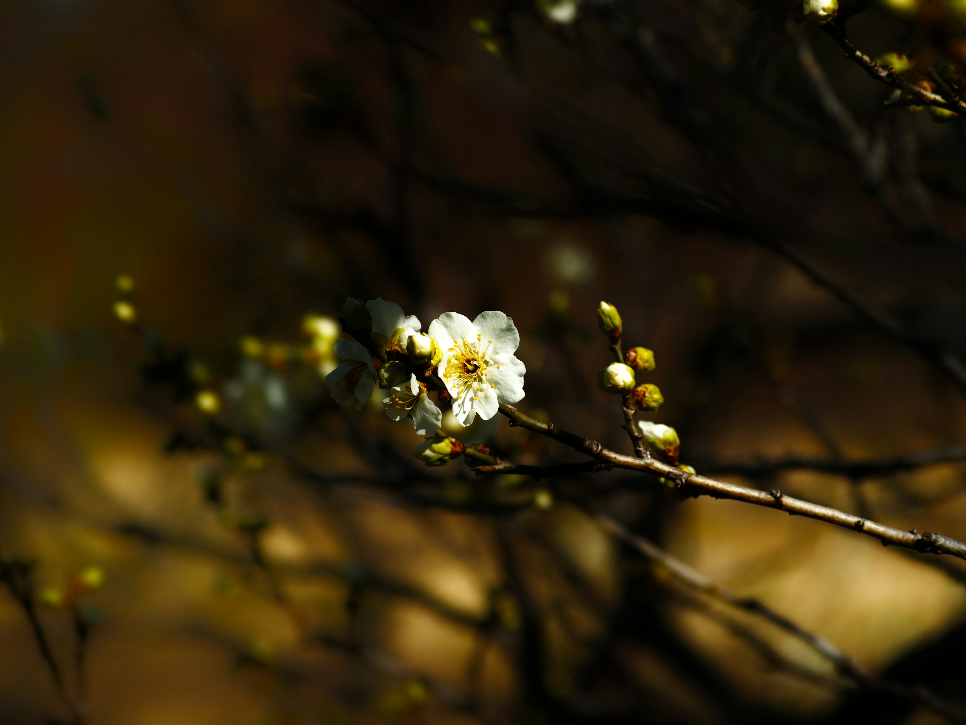 淡い背景に咲く白い花と蕾のある細い枝