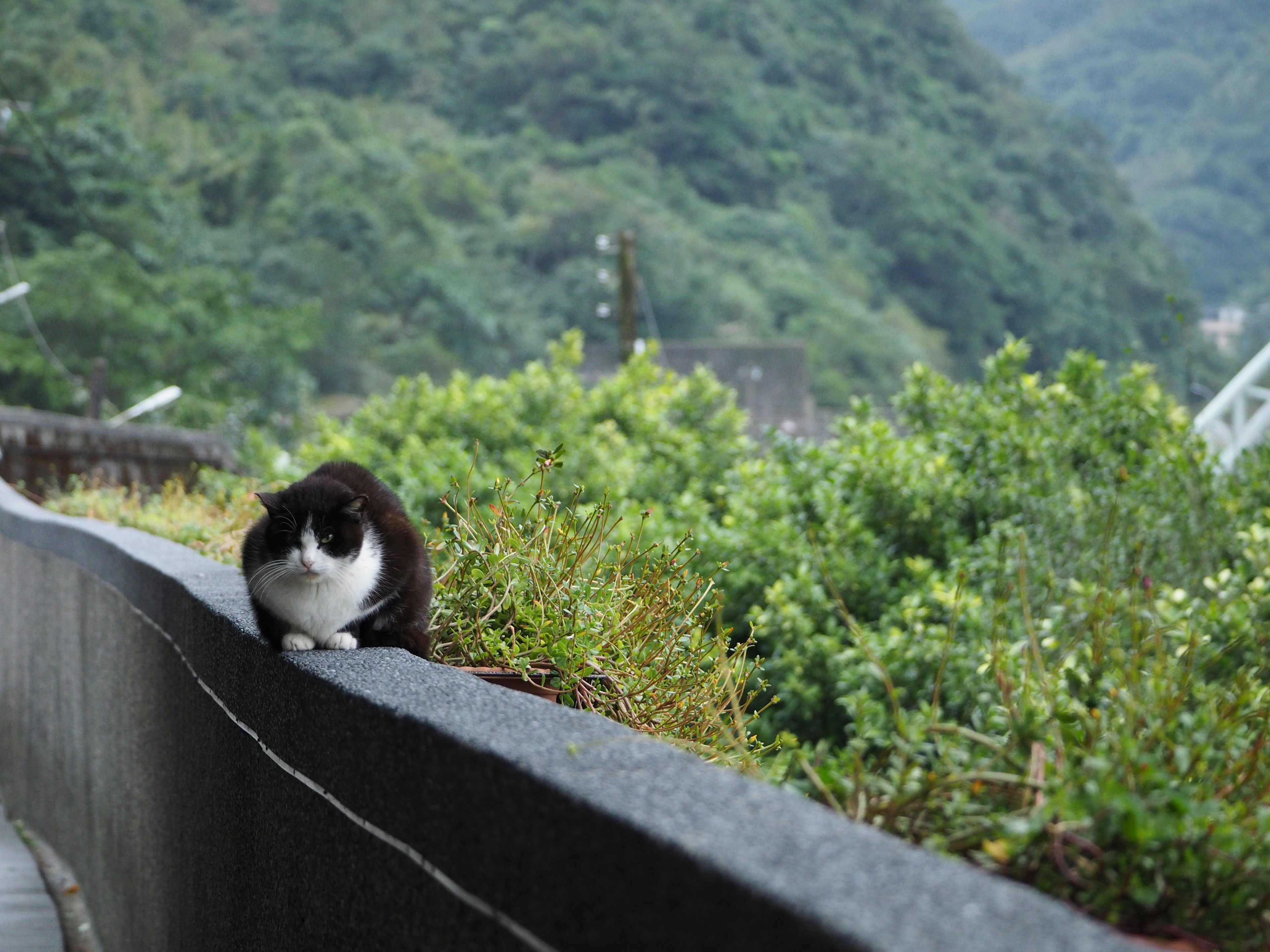 Un gato sentado en una valla con un fondo montañoso verde