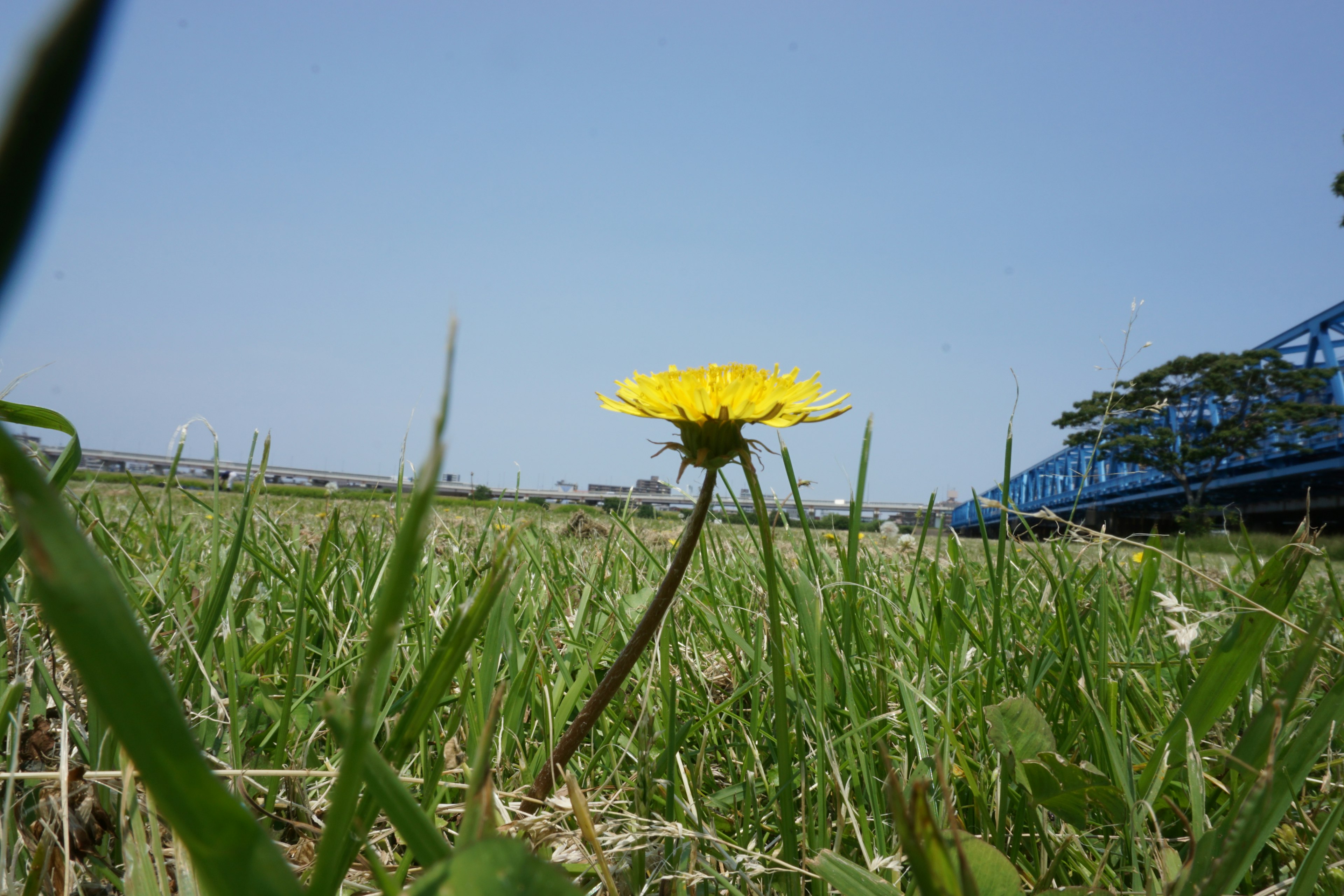 A yellow dandelion blooming in grass with a blue bridge in the background