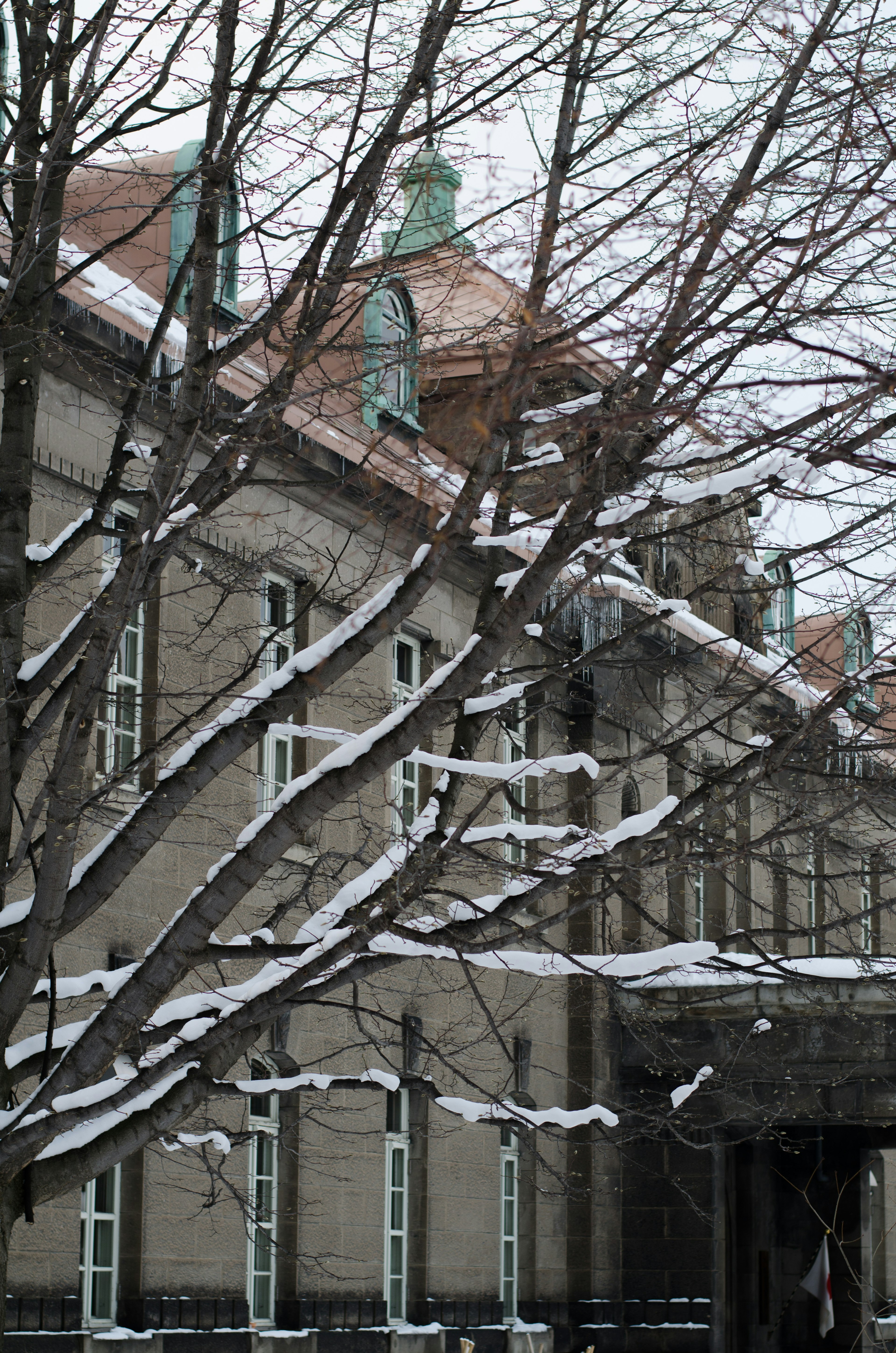 Snow-covered tree branches and the façade of a historic building