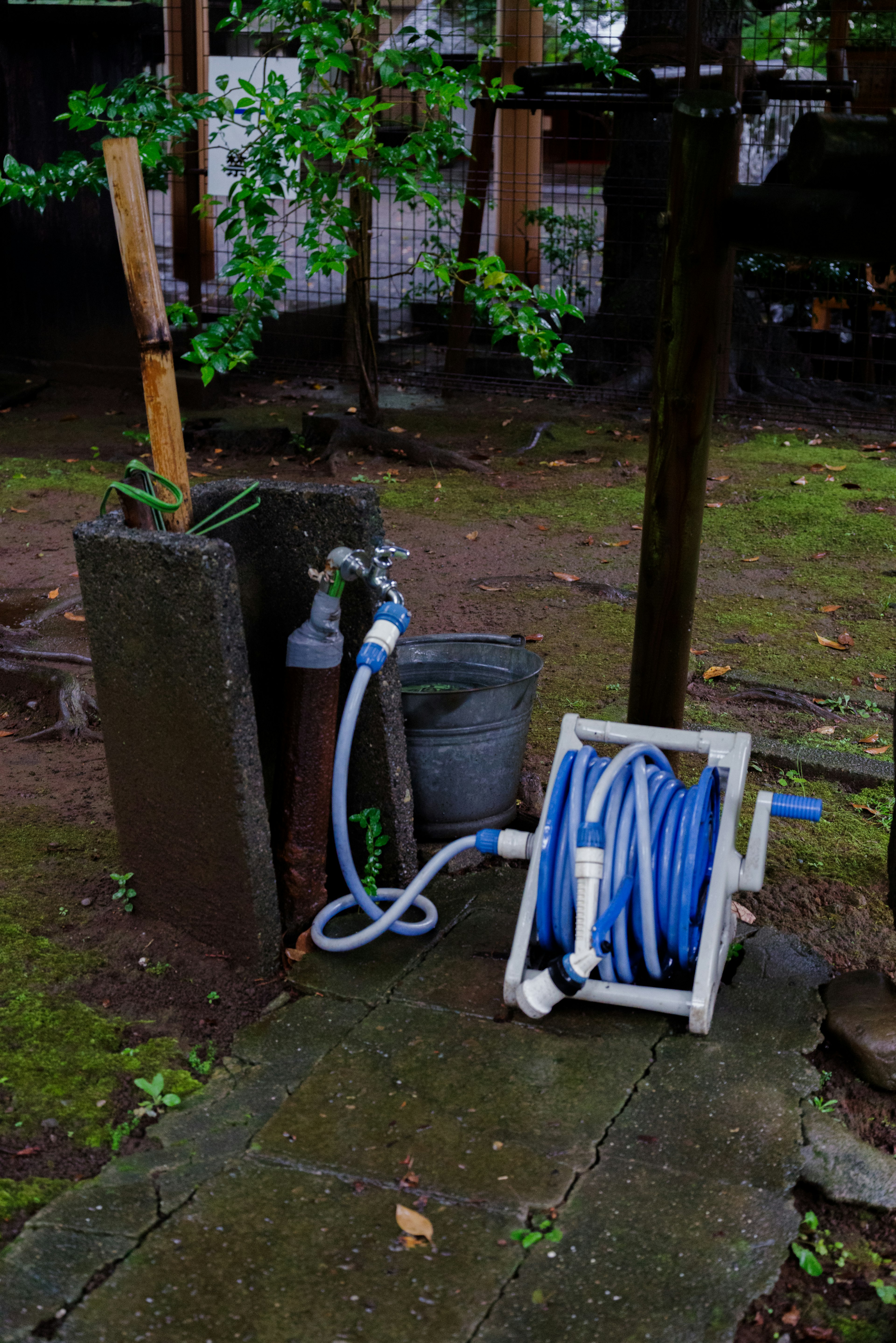 Enrouleur de tuyau bleu et robinet d'eau placés dans un jardin