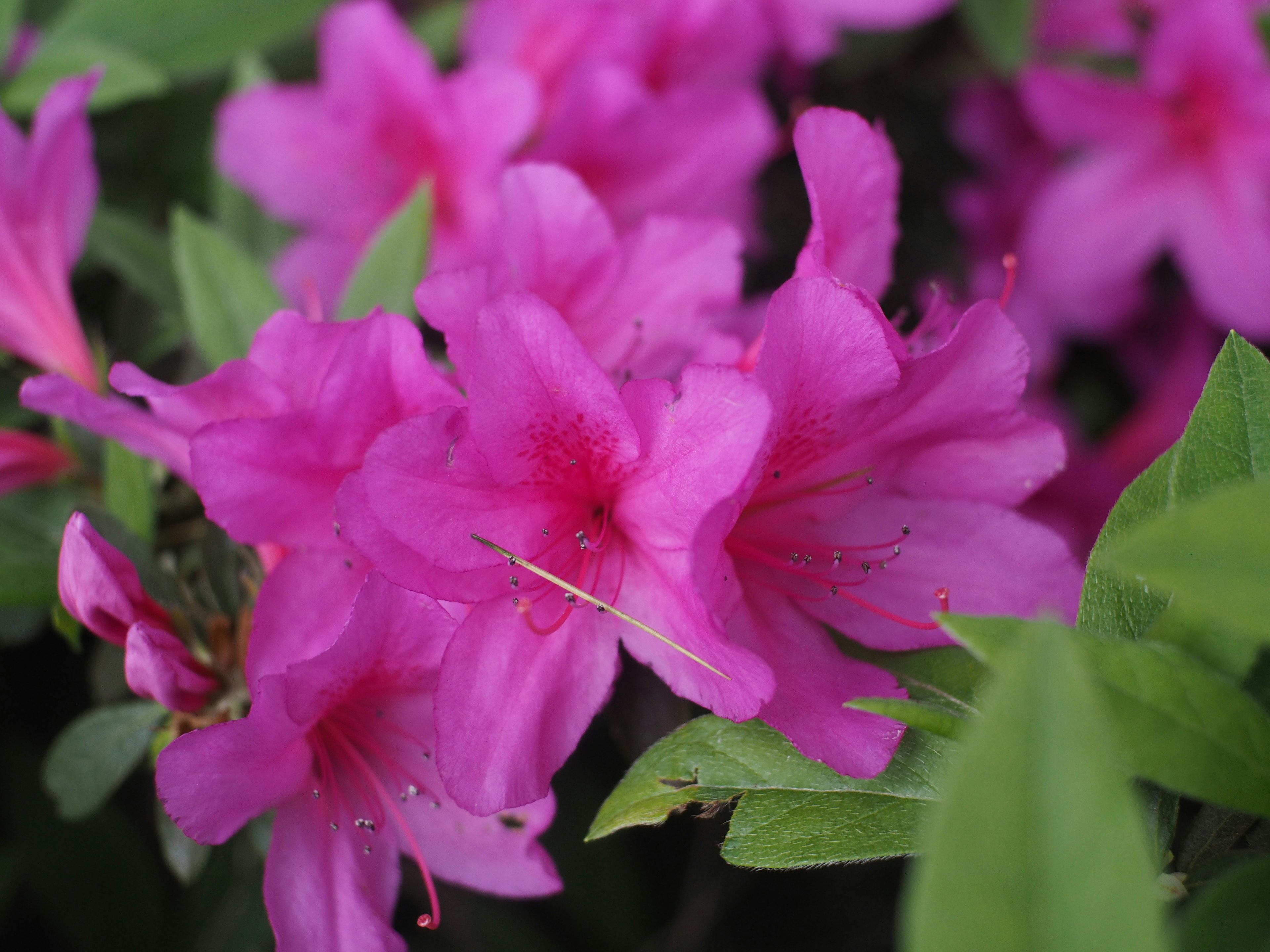 鮮やかなピンクのつつじの花が緑の葉に囲まれて咲いている