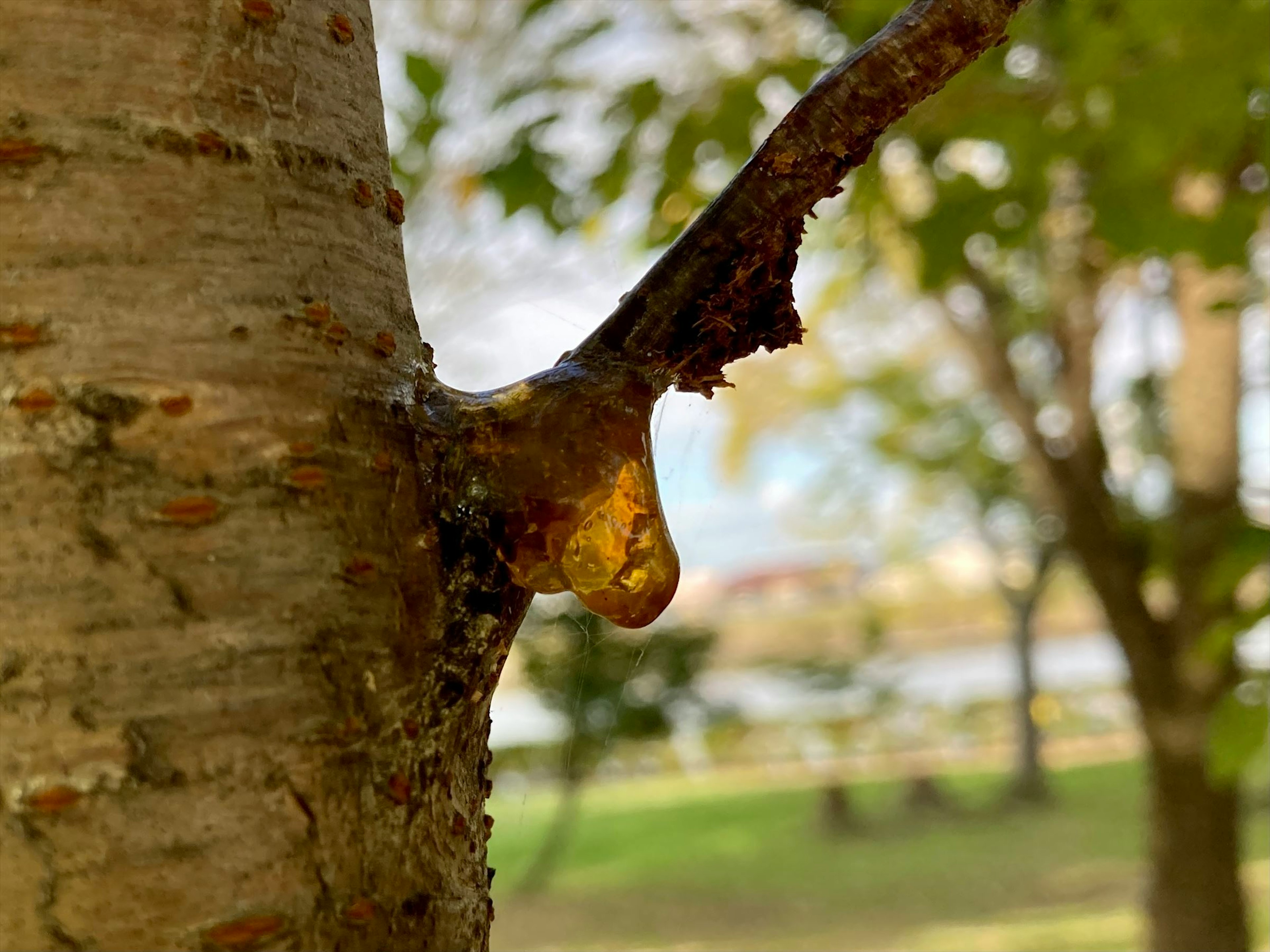 Close-up of resin dripping from a tree trunk