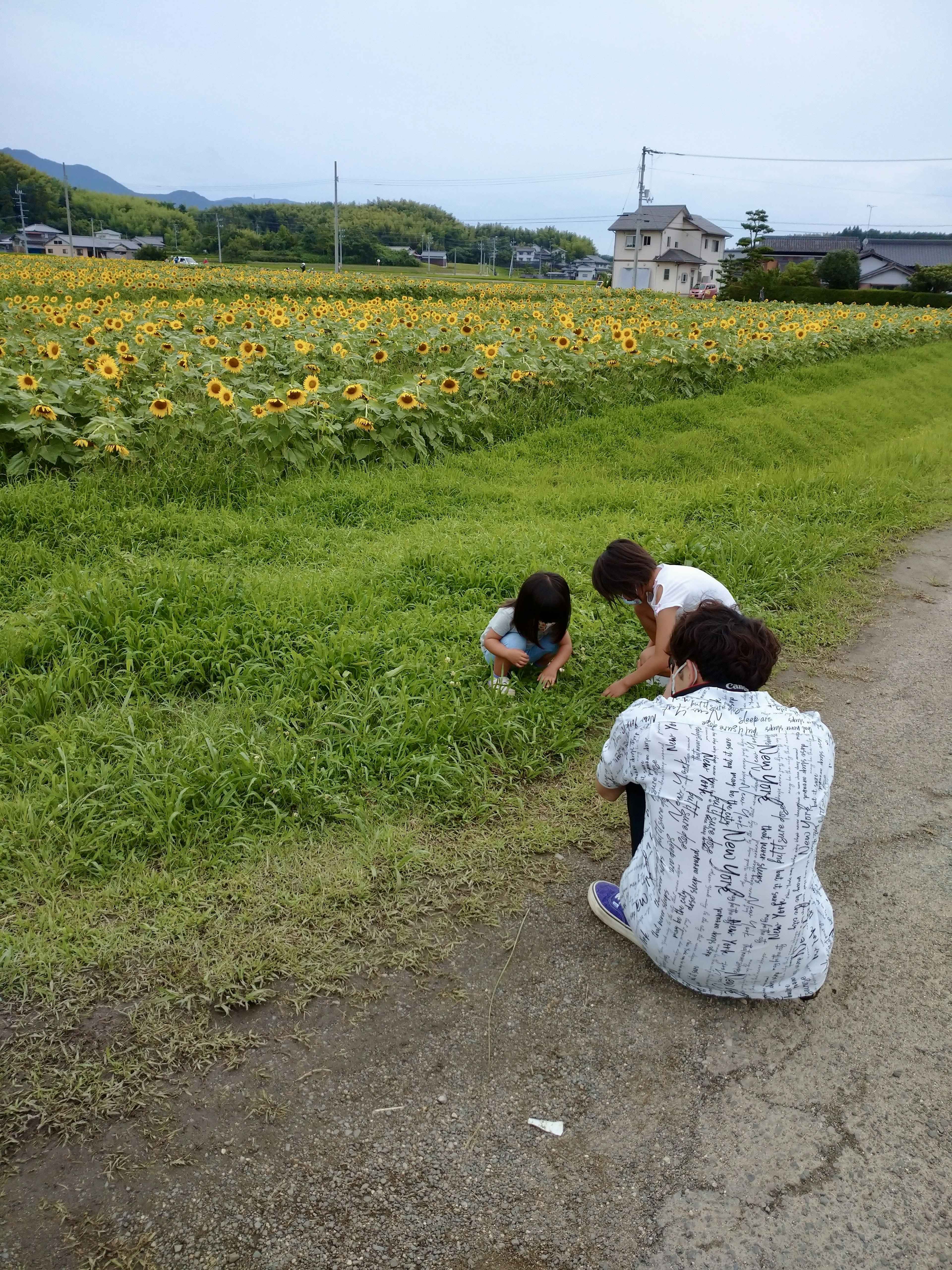 Bambini e un adulto che esaminano l'erba vicino a un campo di girasoli