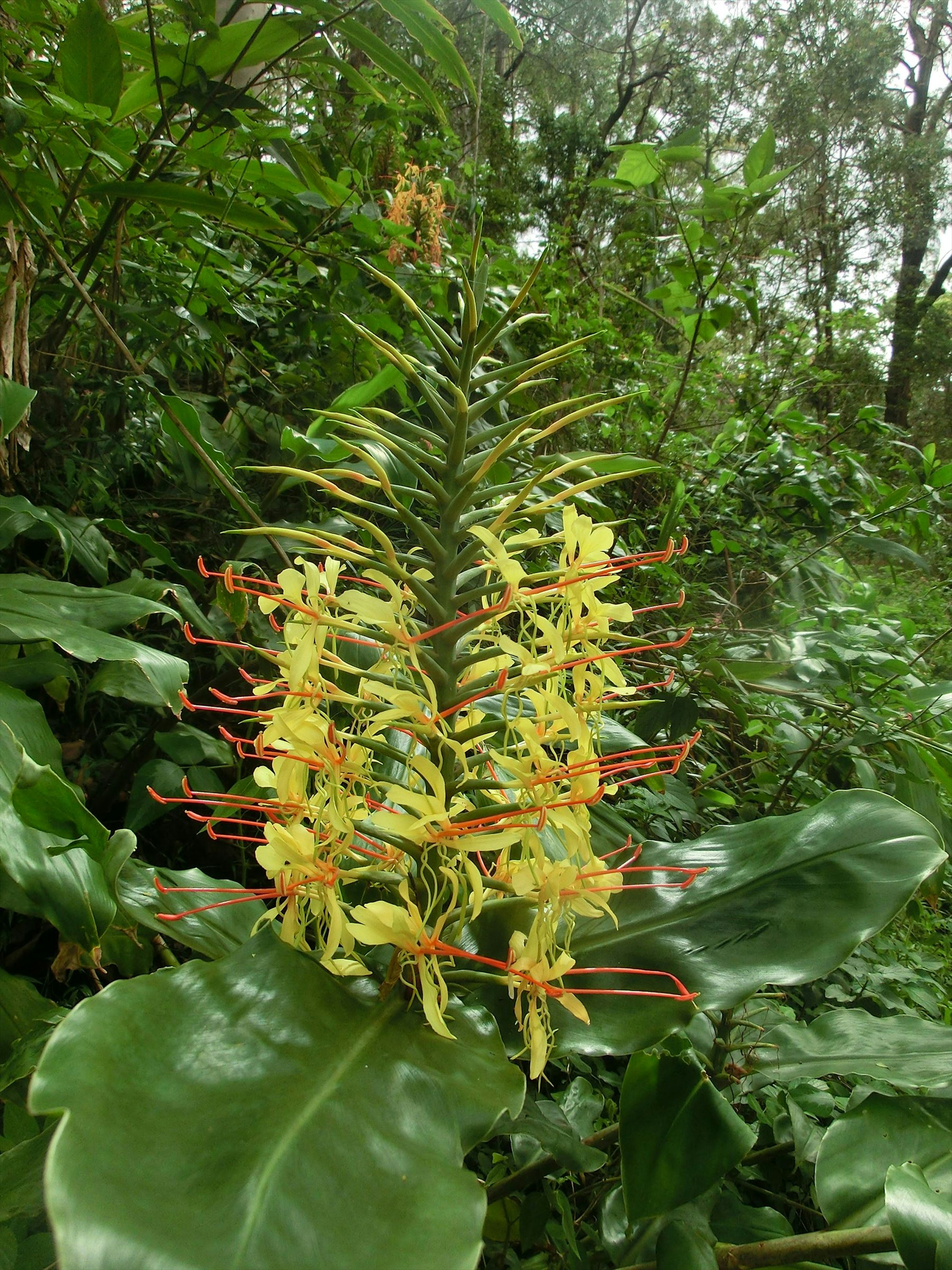 Primo piano di una pianta con fiori gialli su uno sfondo verde lussureggiante