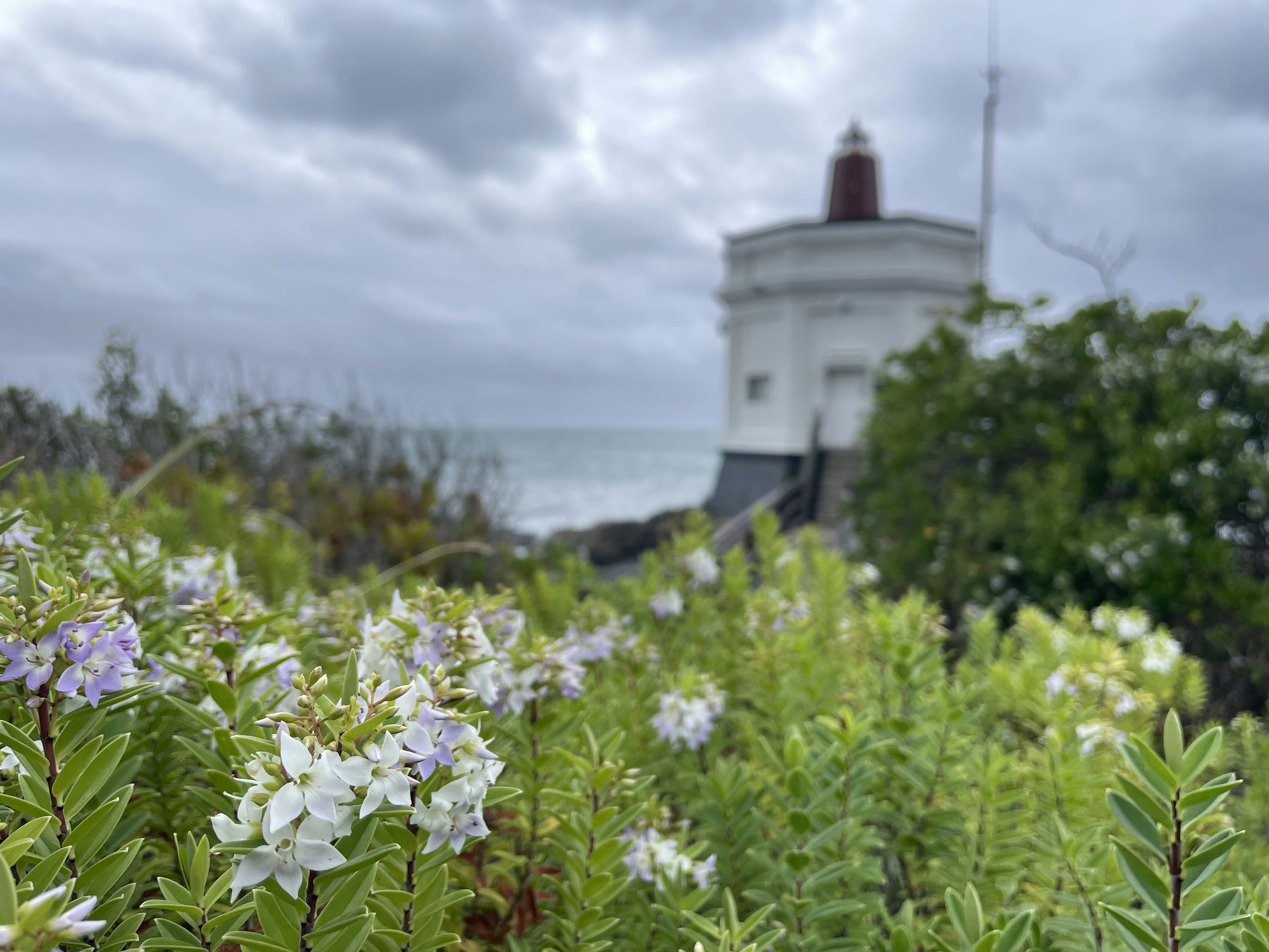 海辺の灯台と花々の風景