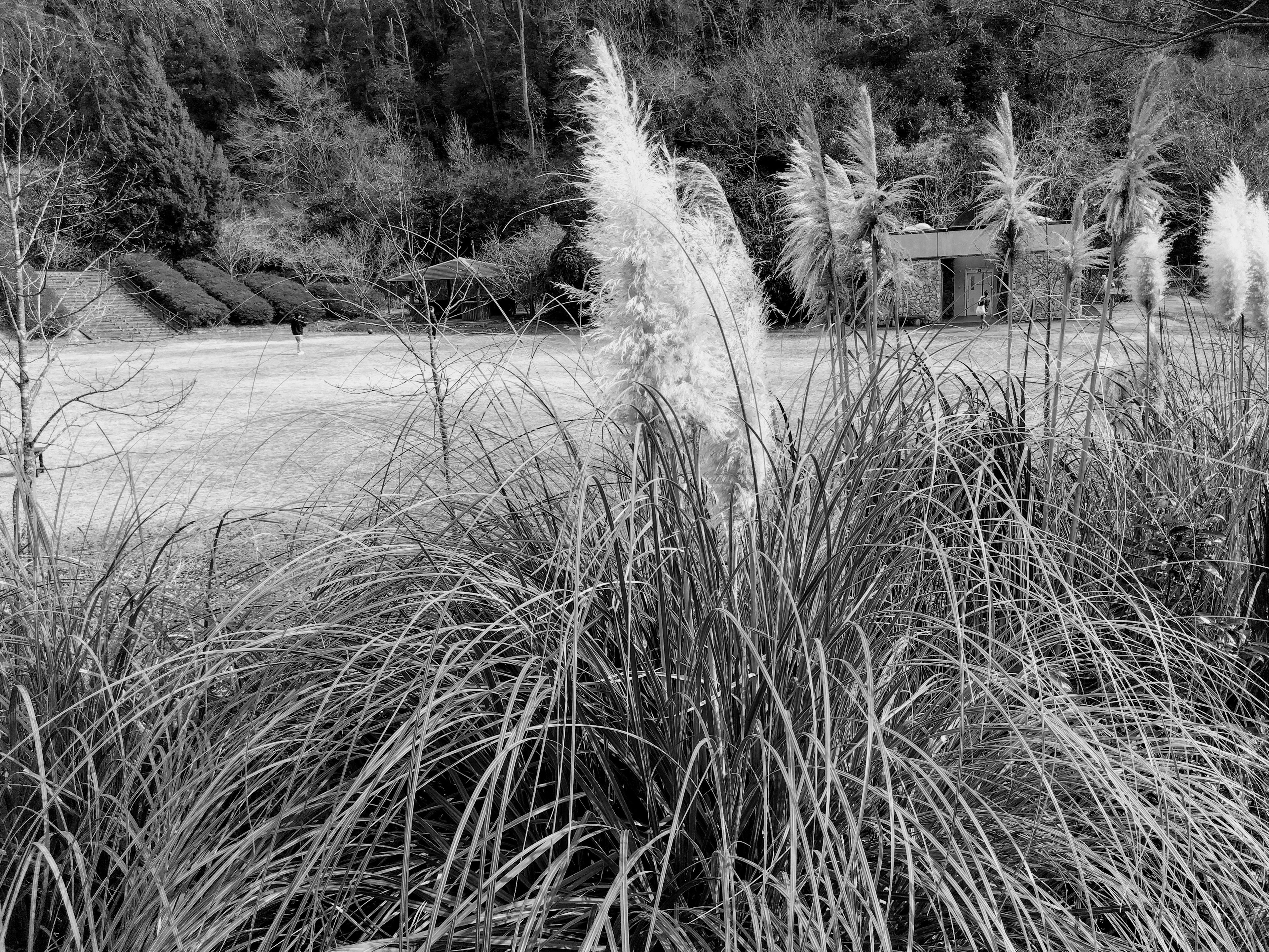 Imagen en blanco y negro de hierba ornamental con plumas esponjosas junto a un río