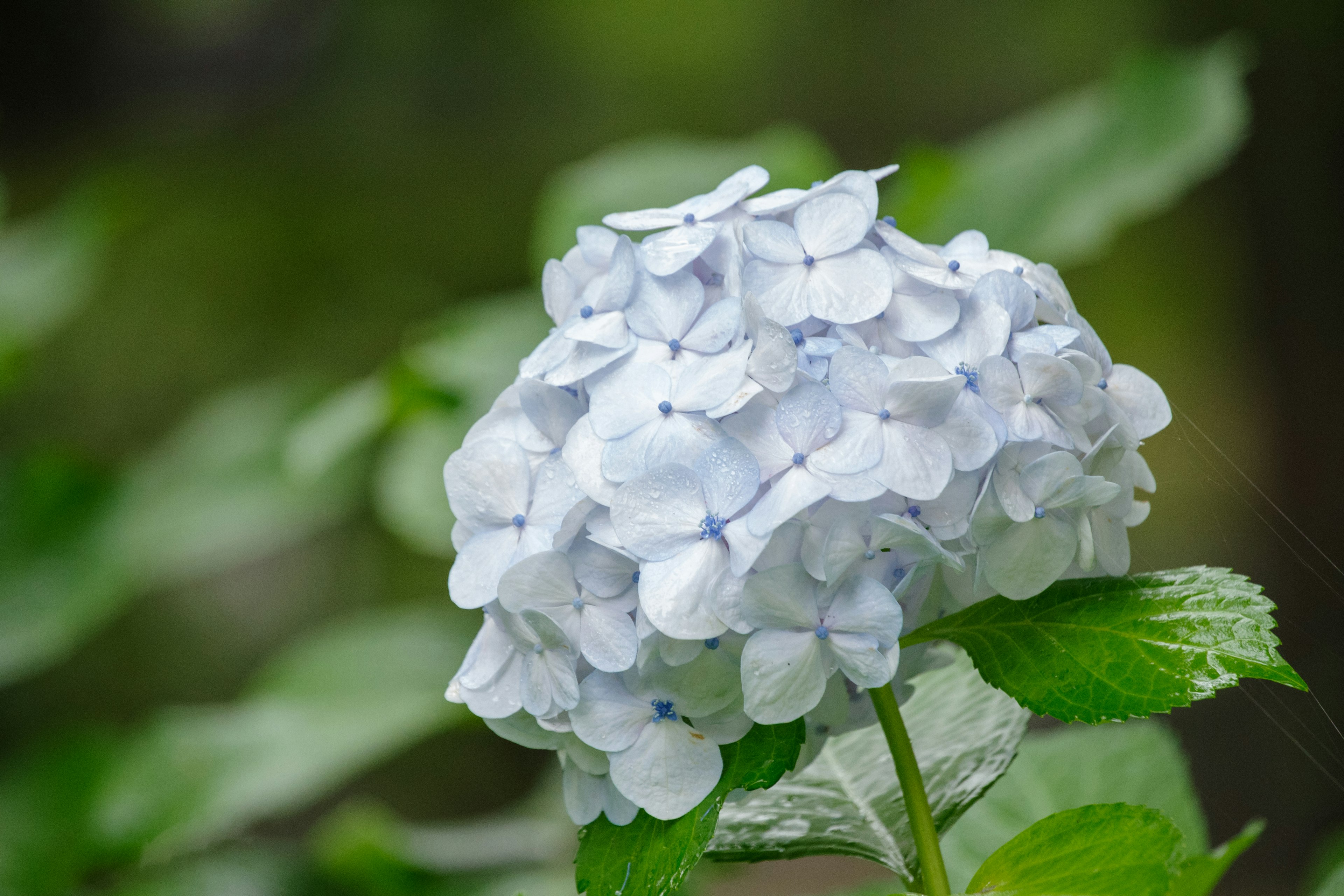 青色のアジサイの花が緑の葉の間に咲いている