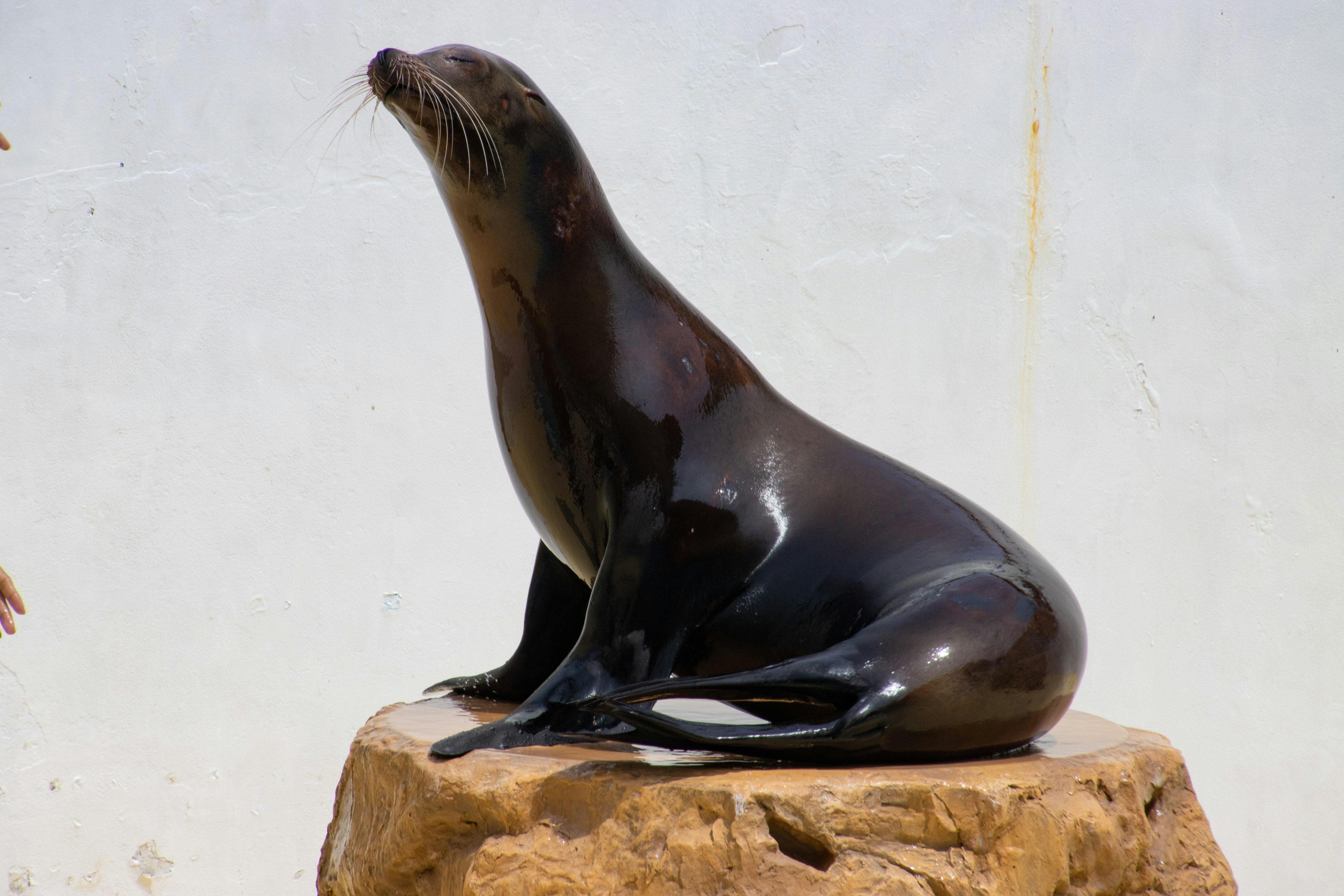 Un león marino sentado sobre una roca