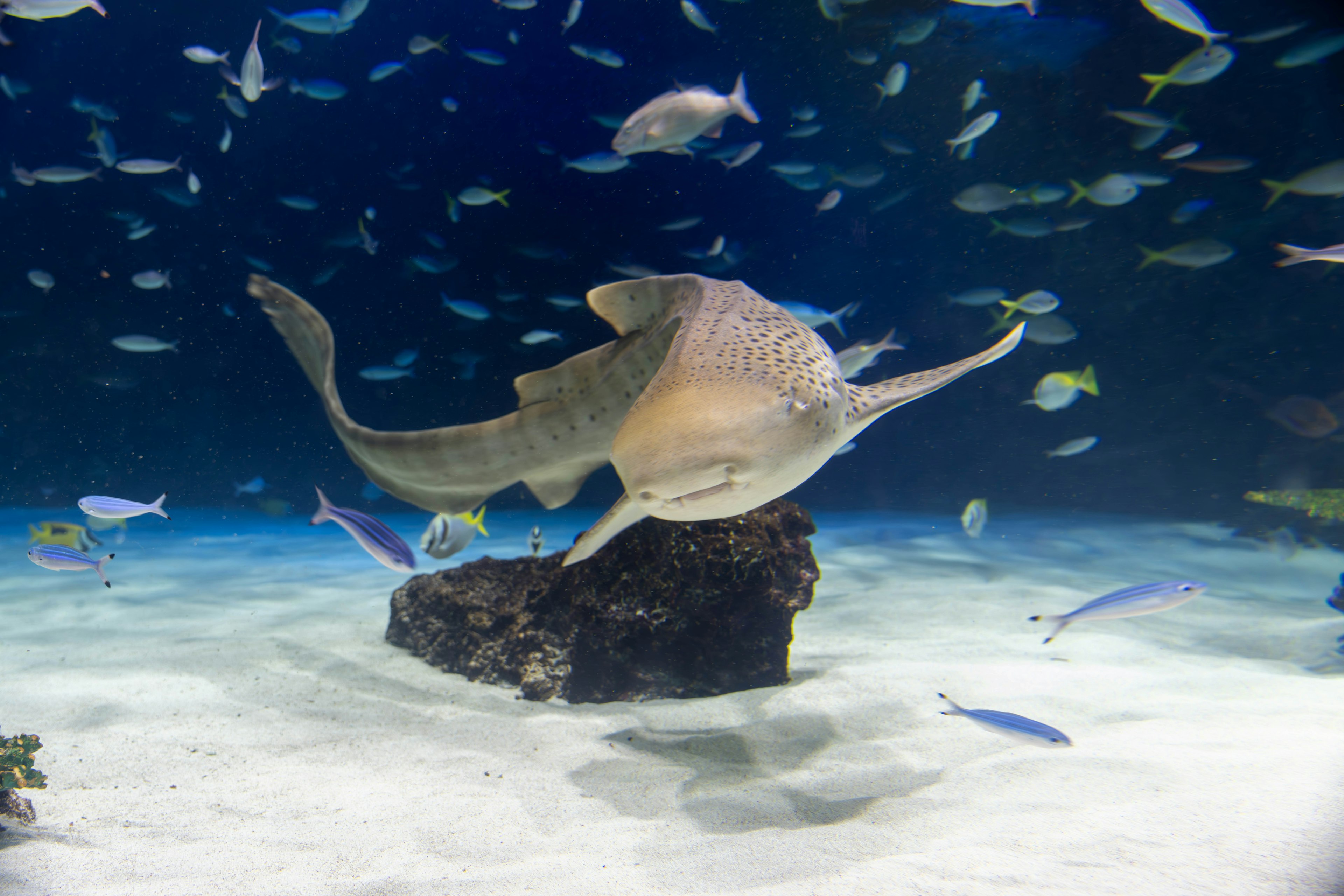 A shark swimming near a rock surrounded by small fish