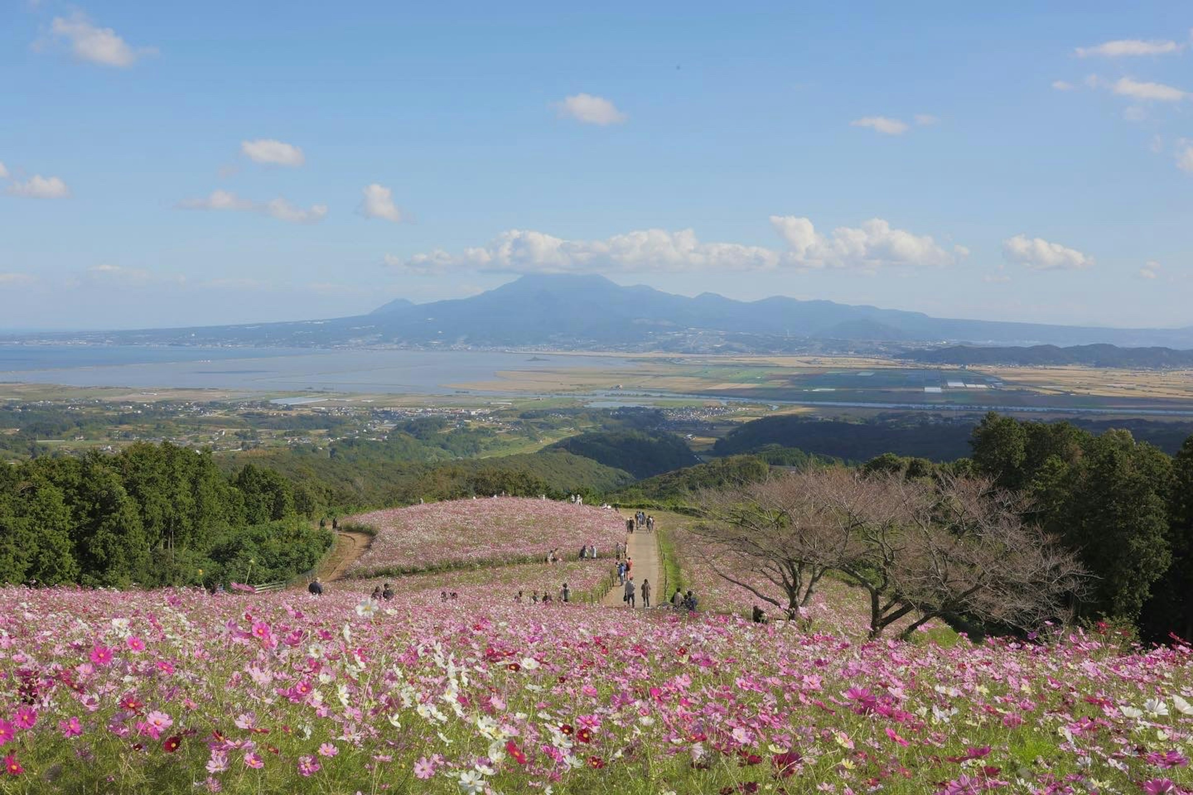 Champ de cosmos magnifique avec des montagnes au loin