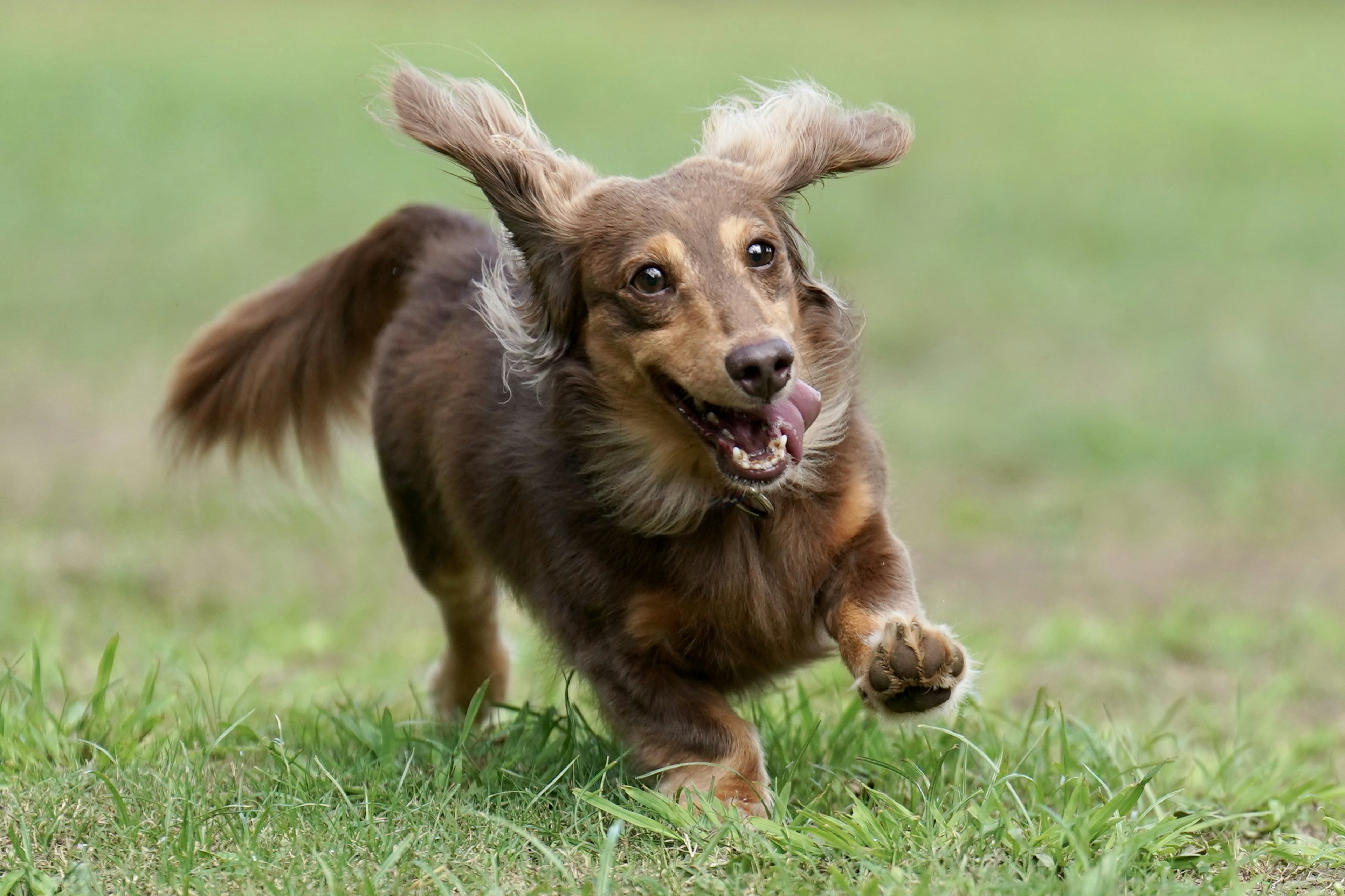 Ein brauner Hund, der fröhlich über das Gras läuft