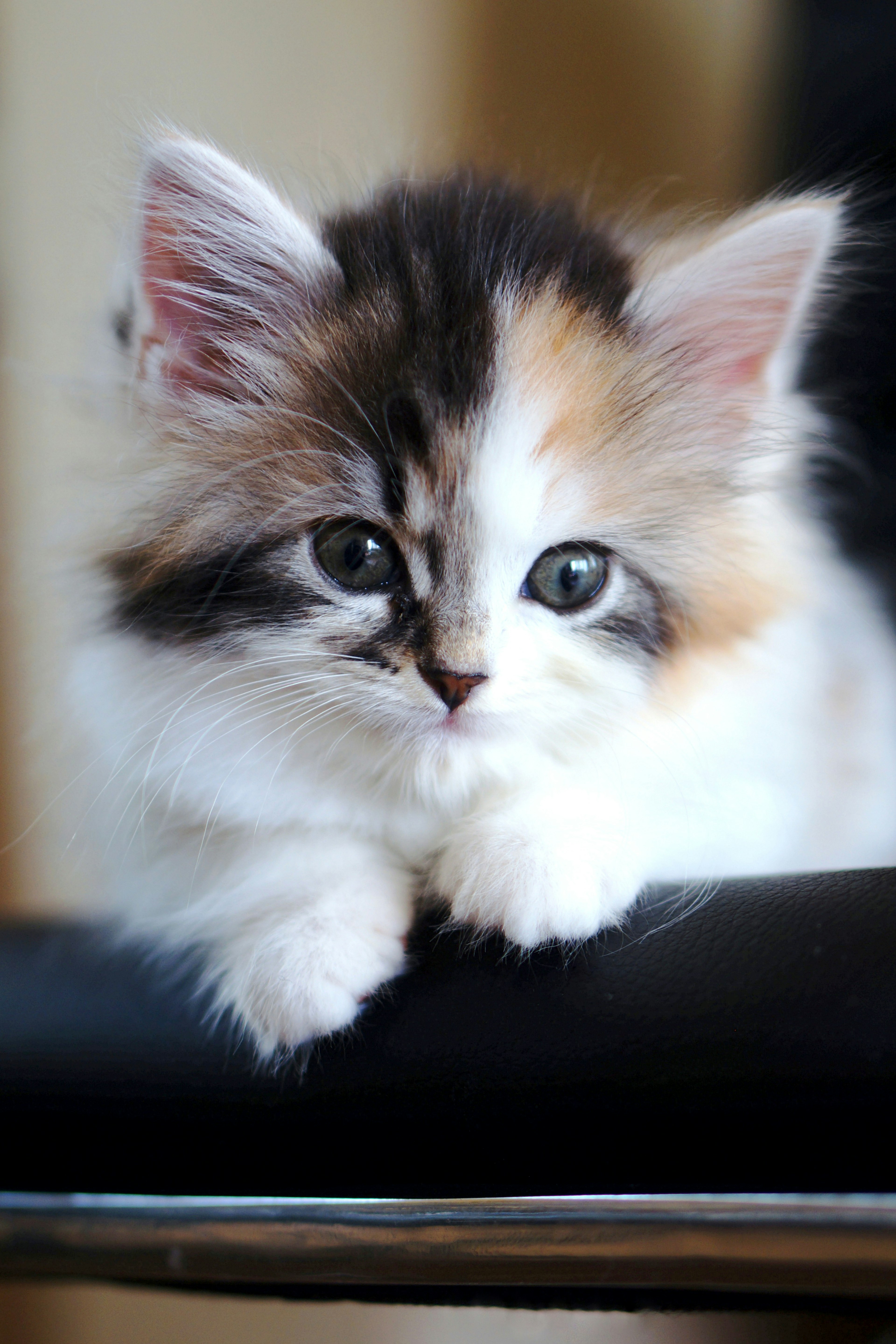 Pequeño y adorable gatito calico descansando en una silla