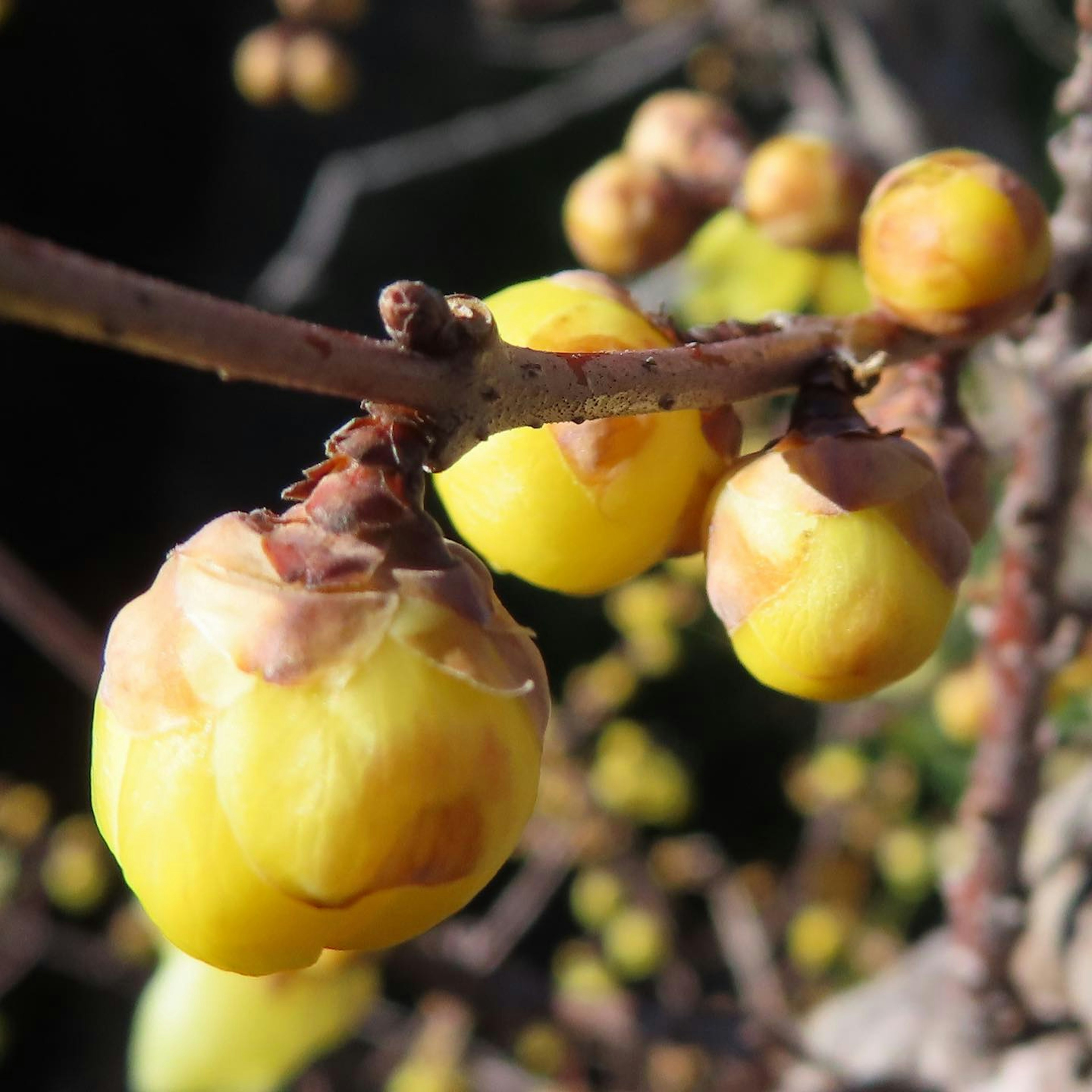 黄色のつぼみが特徴的な植物の枝