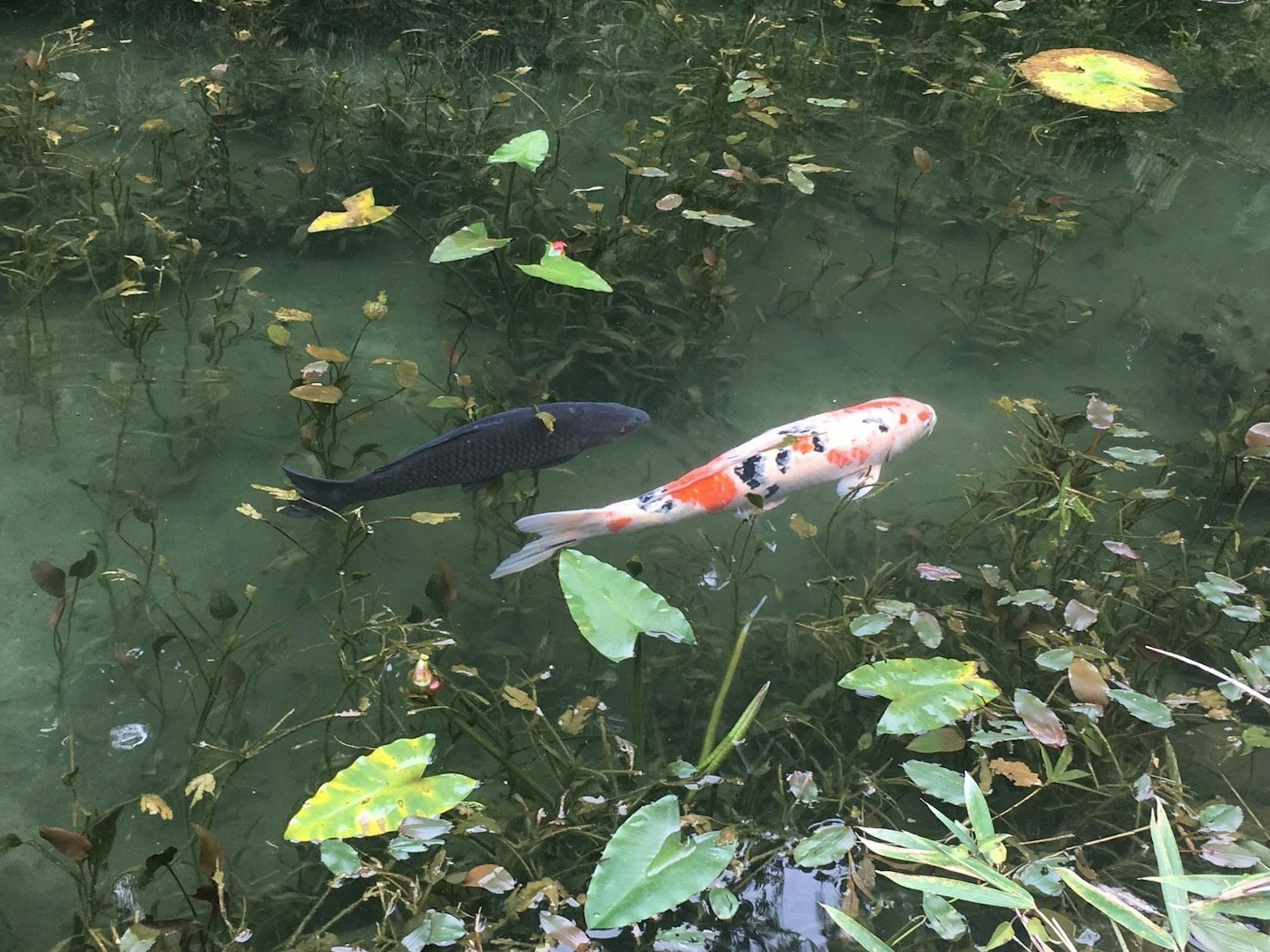 Koi and black fish swimming in a pond with green leaves floating on the surface