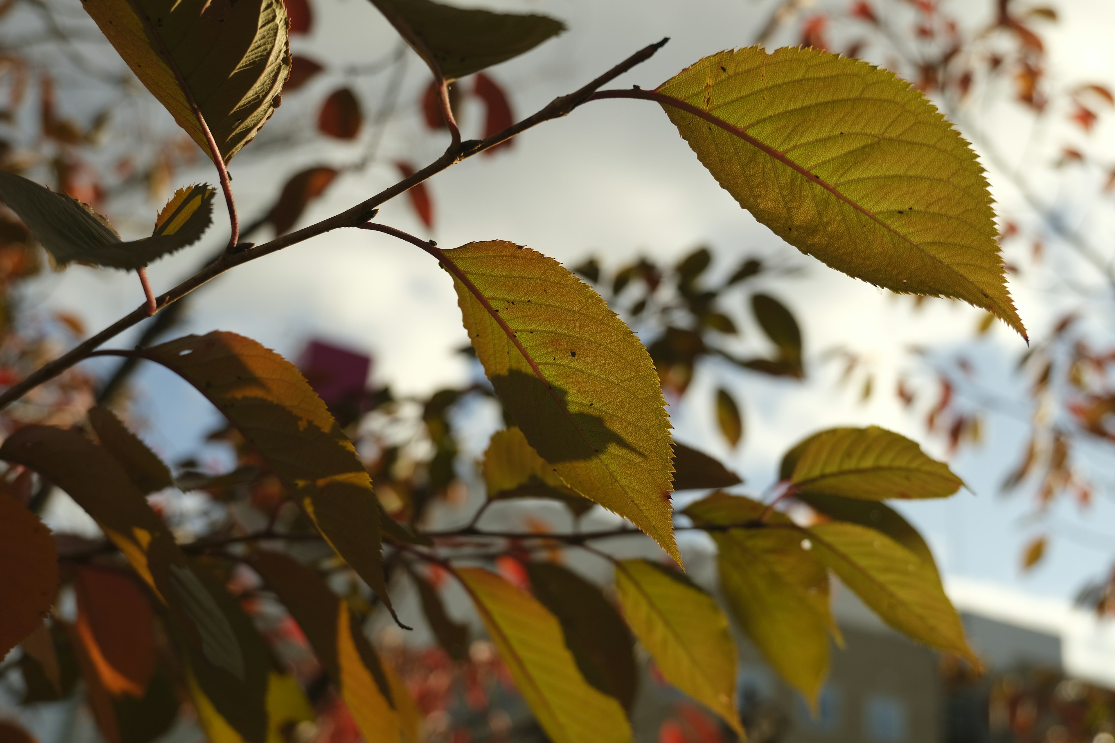 Beautiful view of a branch with yellow leaves illuminated by sunlight