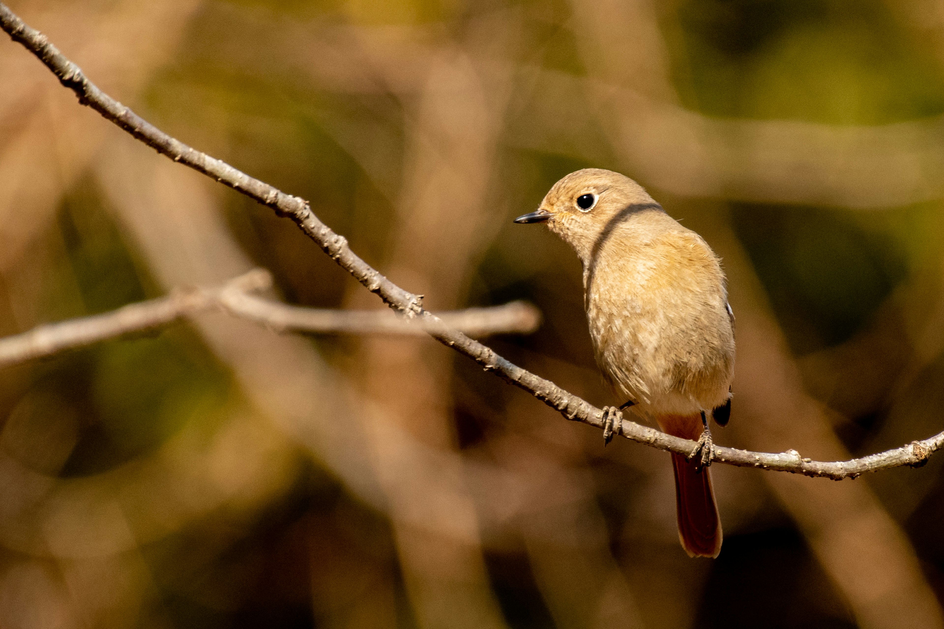 Kleiner brauner Vogel sitzt auf einem Ast