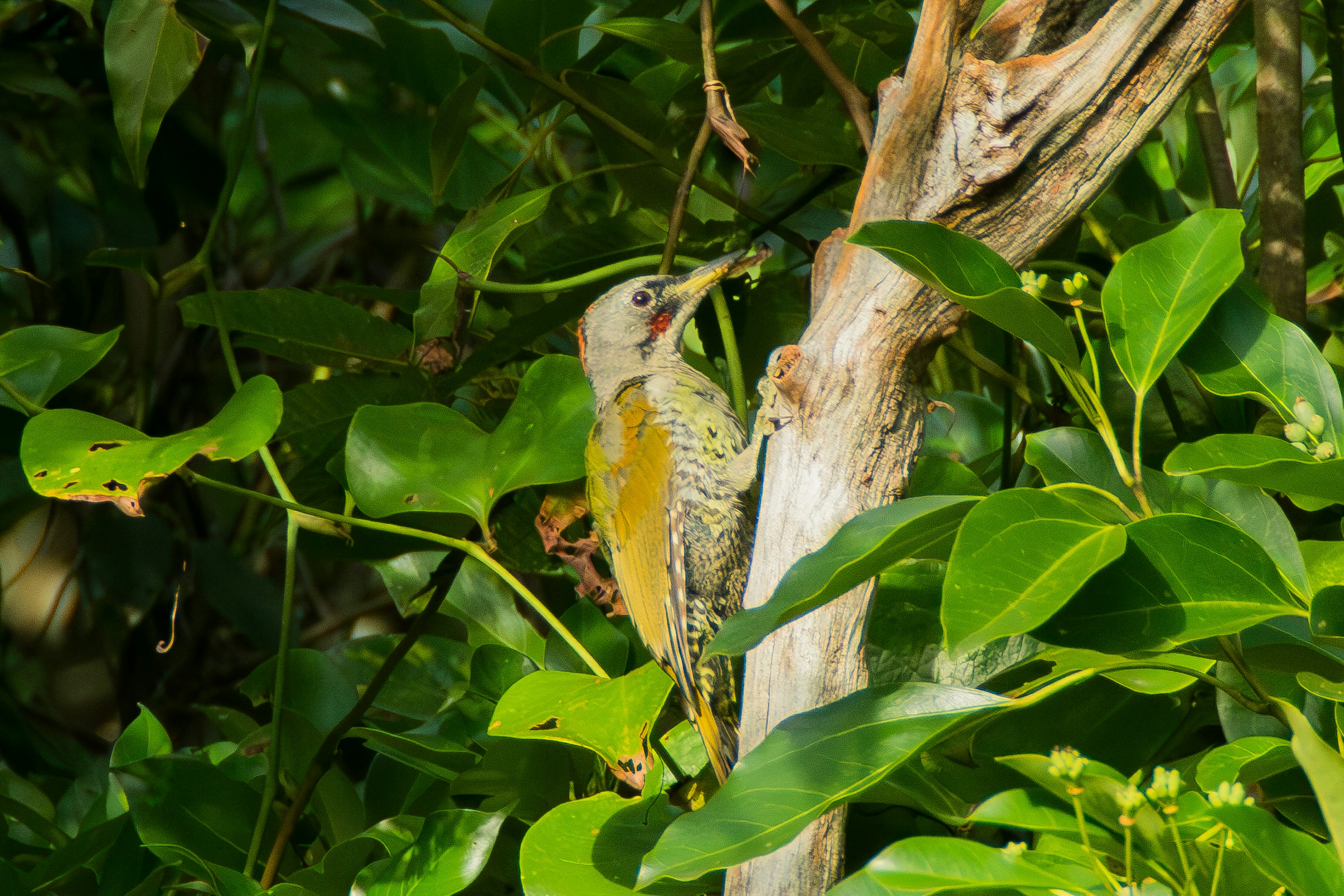 Oiseau vert perché sur le tronc d'arbre entouré de feuilles vertes luxuriantes