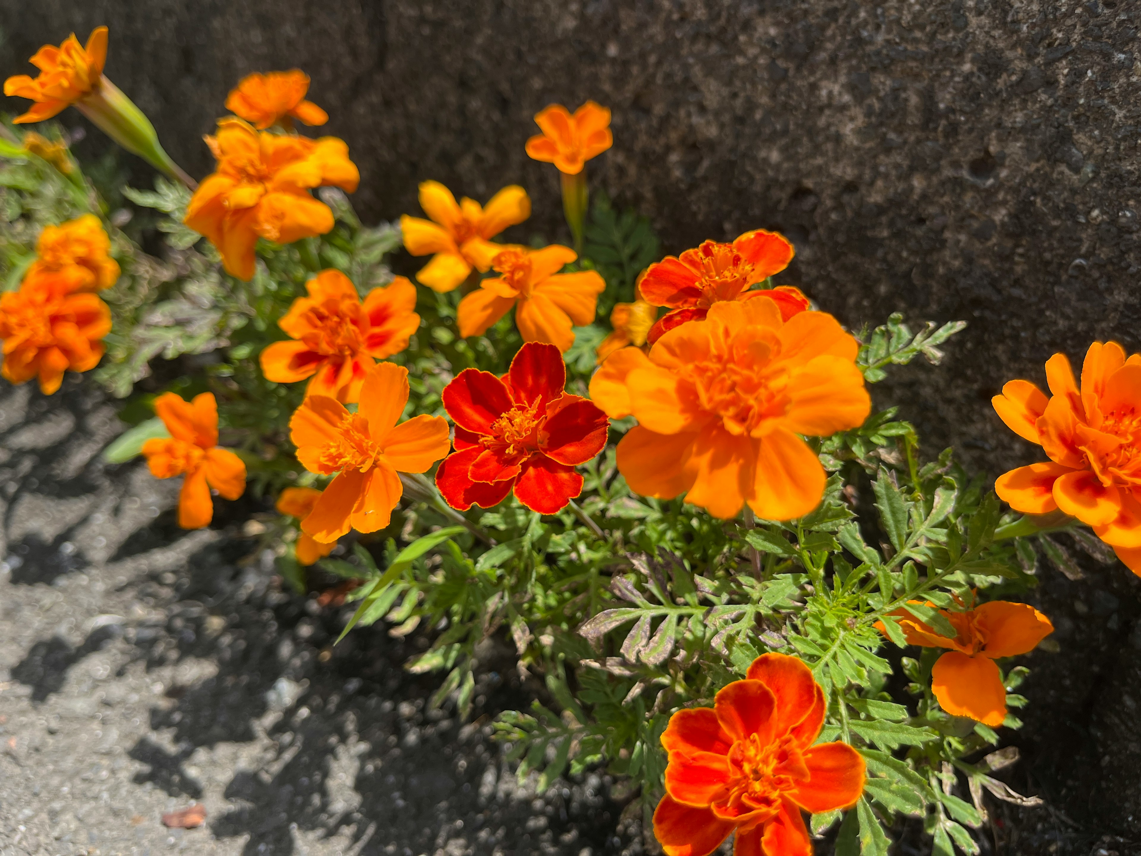 Un gruppo di fiori di tagete arancioni vivaci in fiore