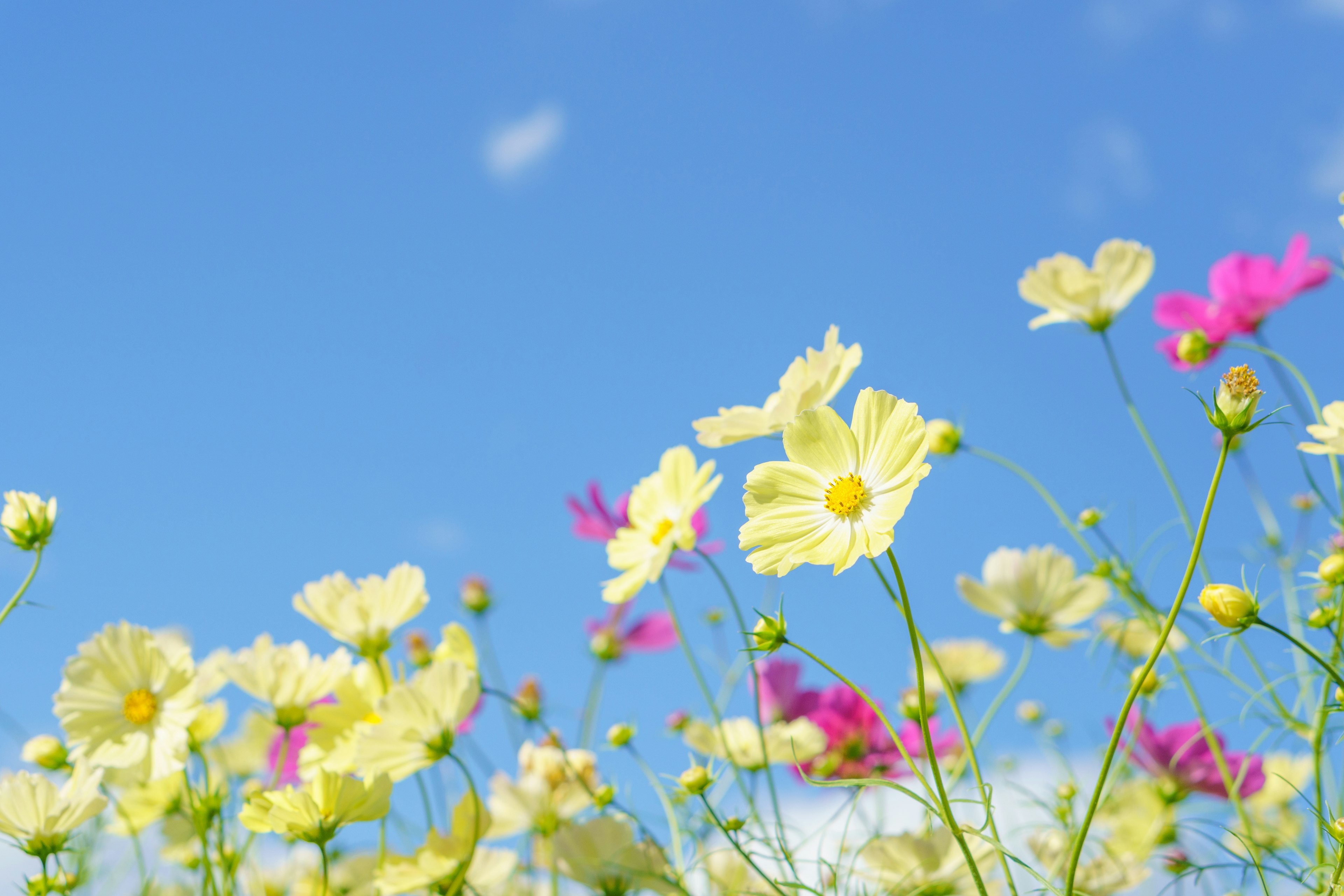 Champ de fleurs jaunes et roses sous un ciel bleu