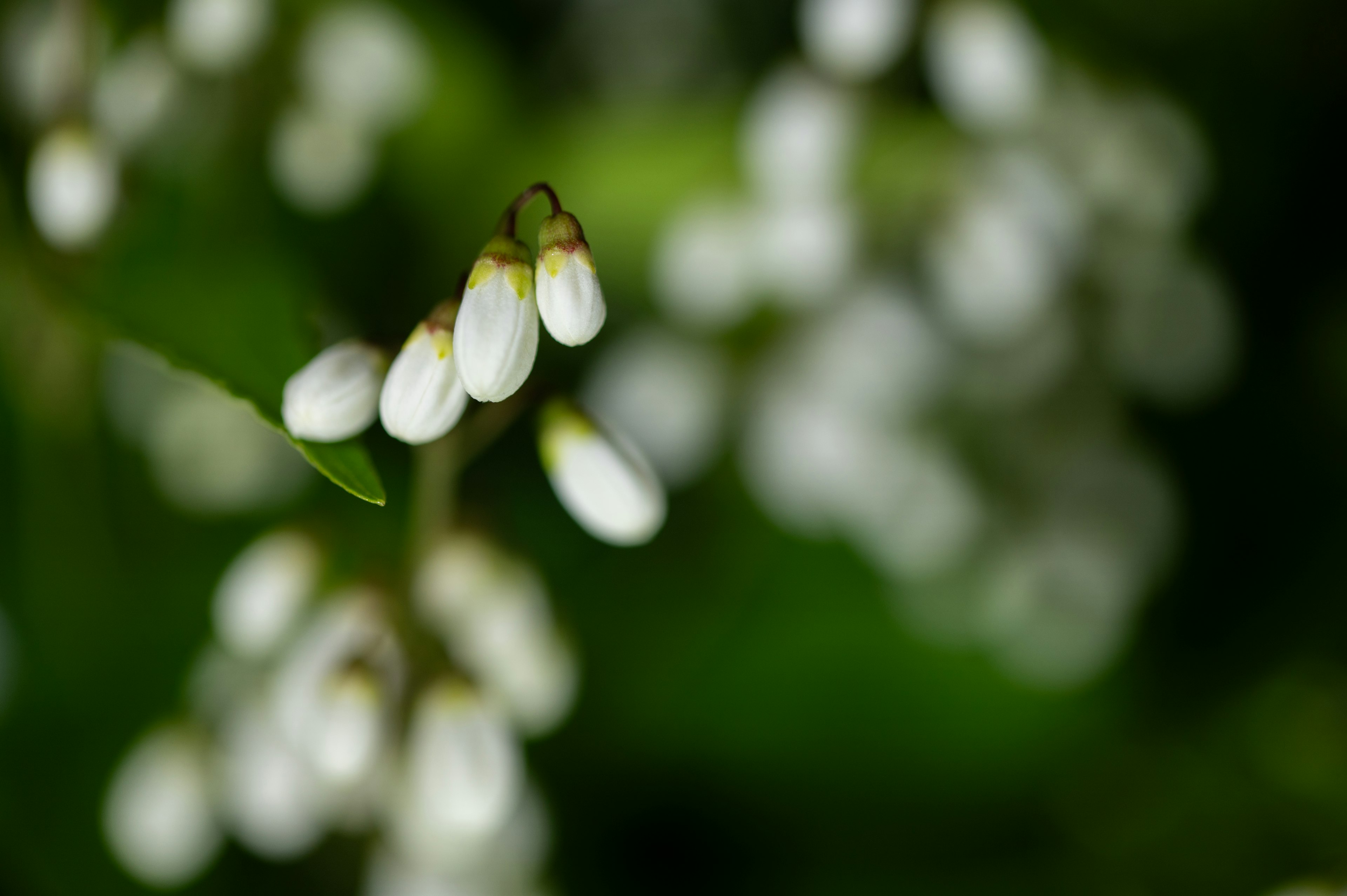 Weiße Blumenknospen vor einem verschwommenen grünen Blatt-Hintergrund