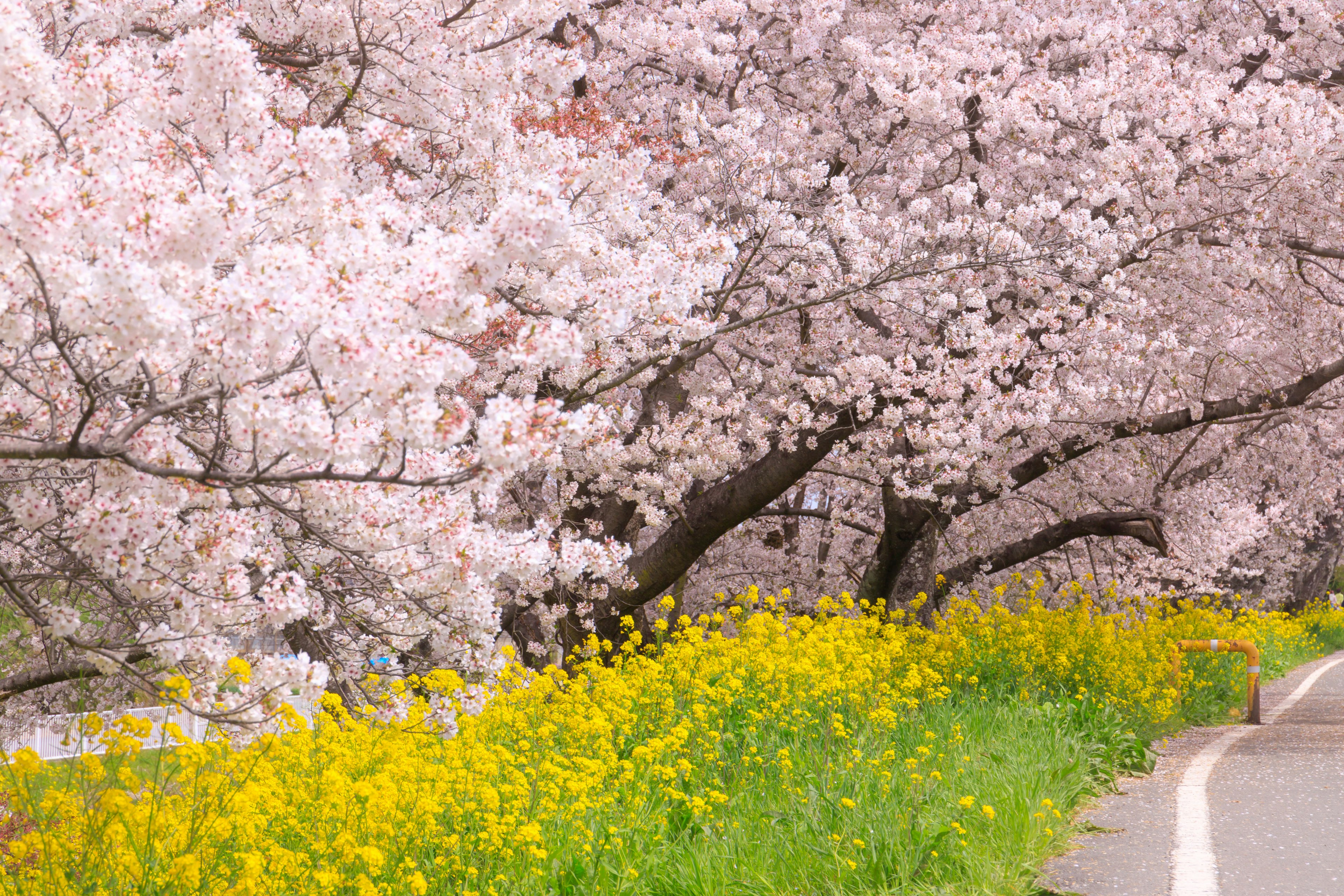 Scenic view of cherry blossom trees and yellow flowers along a path