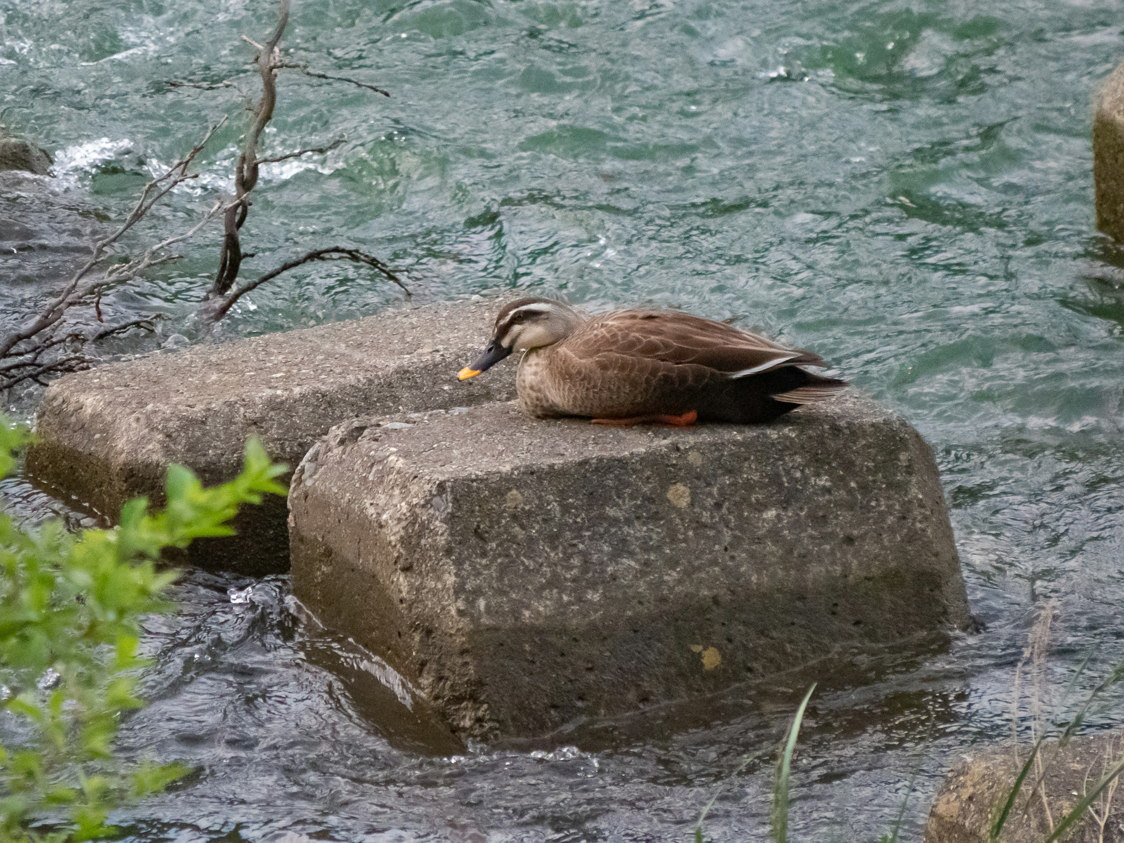 Ente ruht auf einem Stein am Wasser