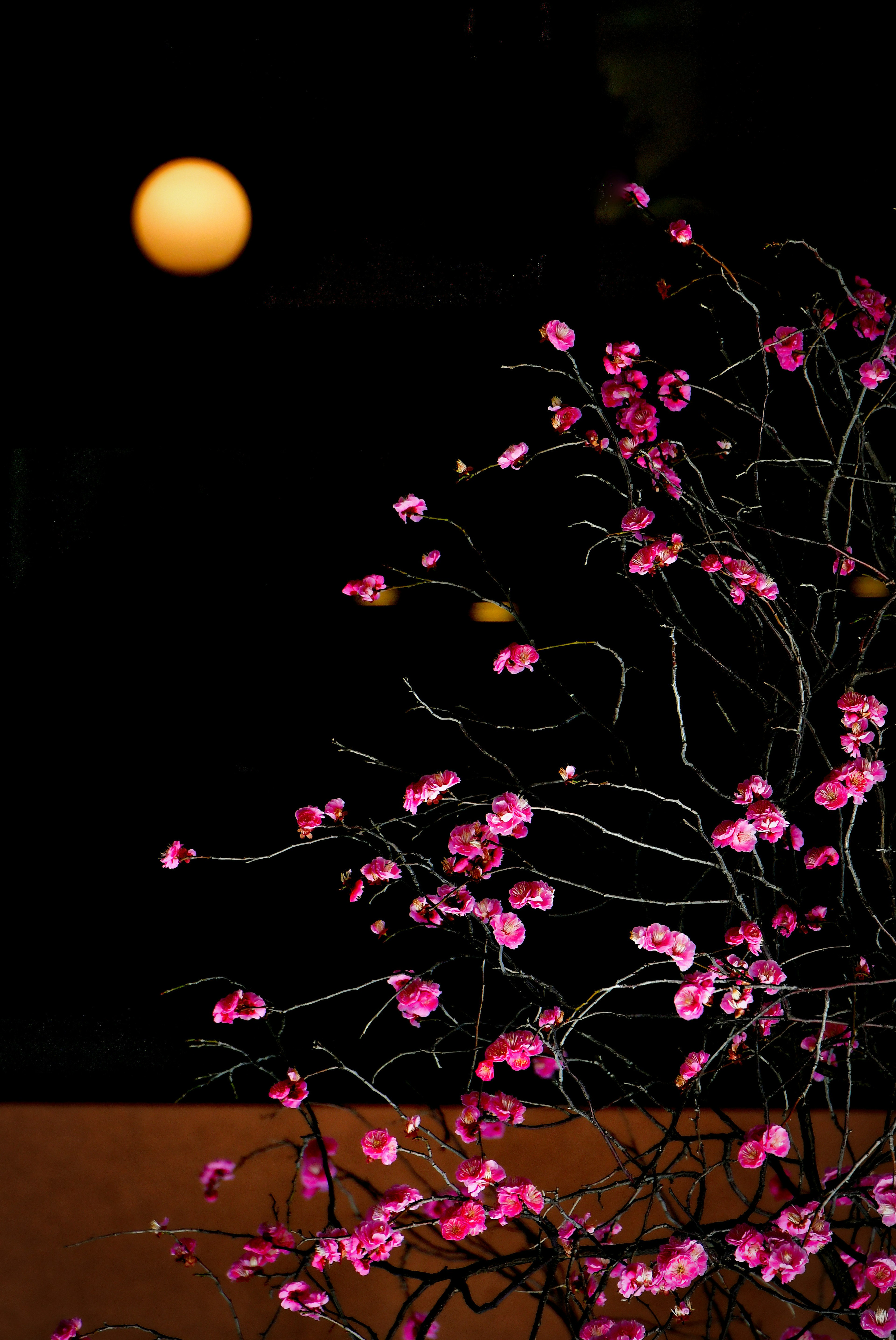 Pink flowers blooming against a dark background with a glowing moon