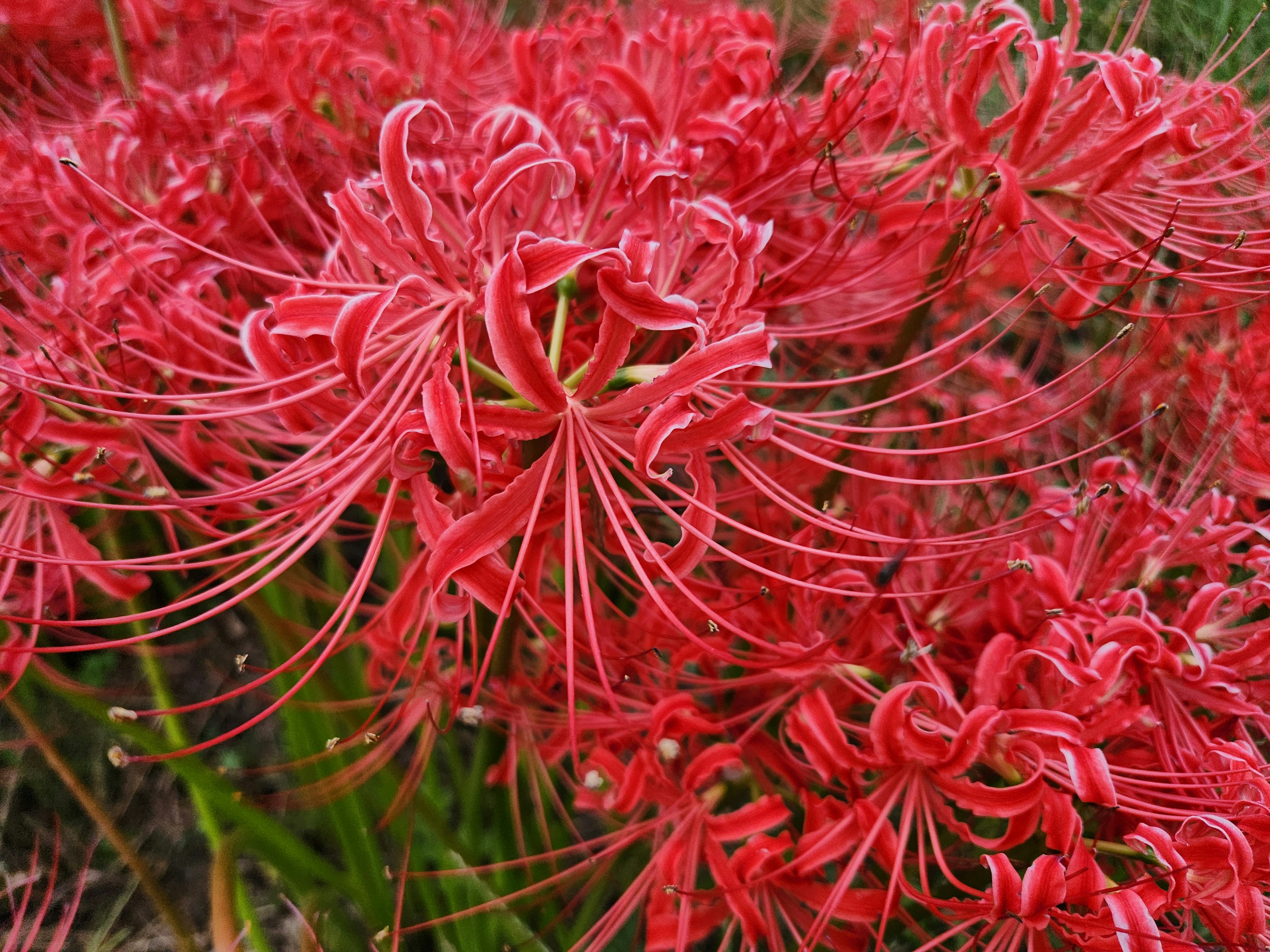 Lebhafte Gruppe roter Spinnenlilien in Blüte