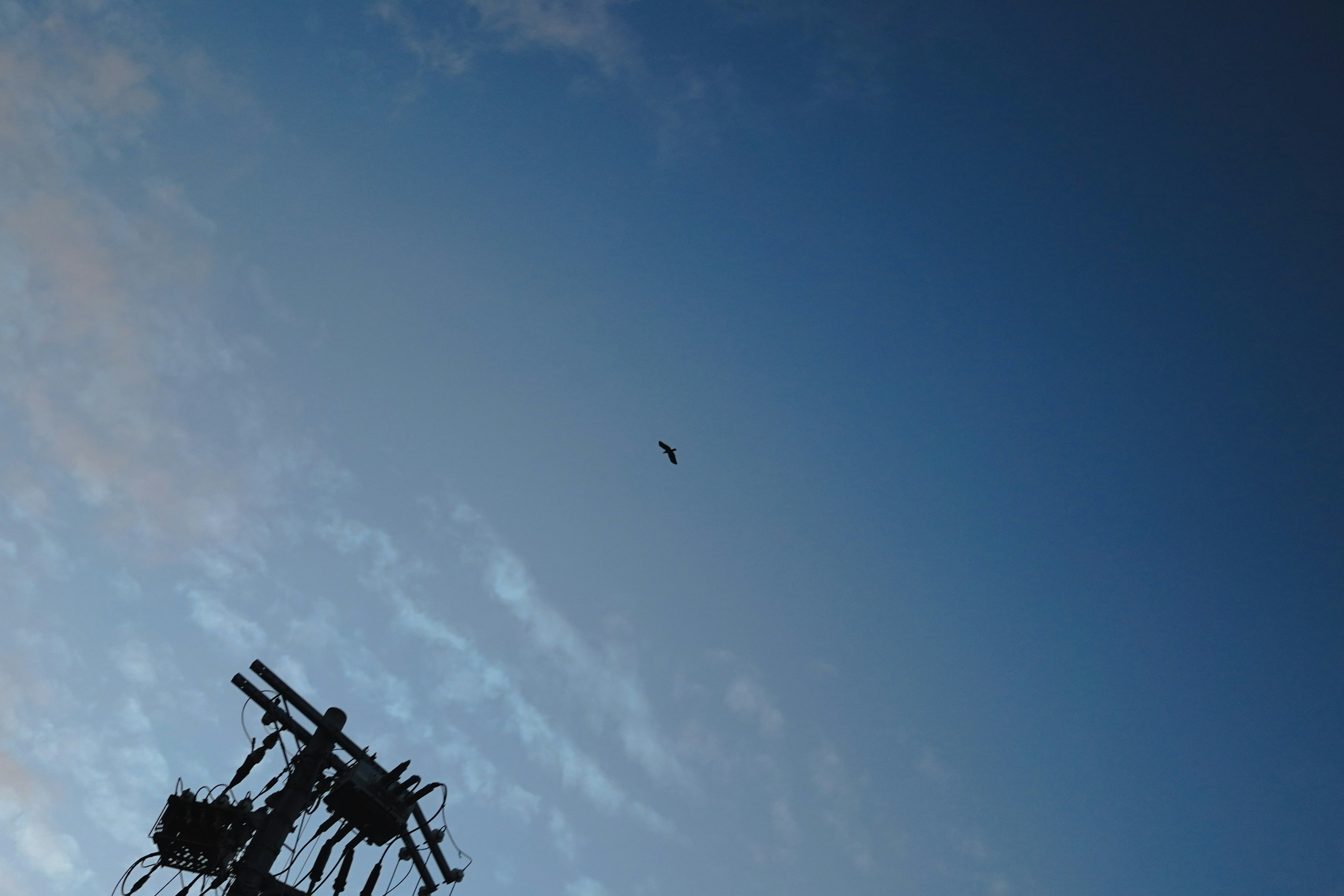 Burung kecil di langit biru dengan tiang listrik