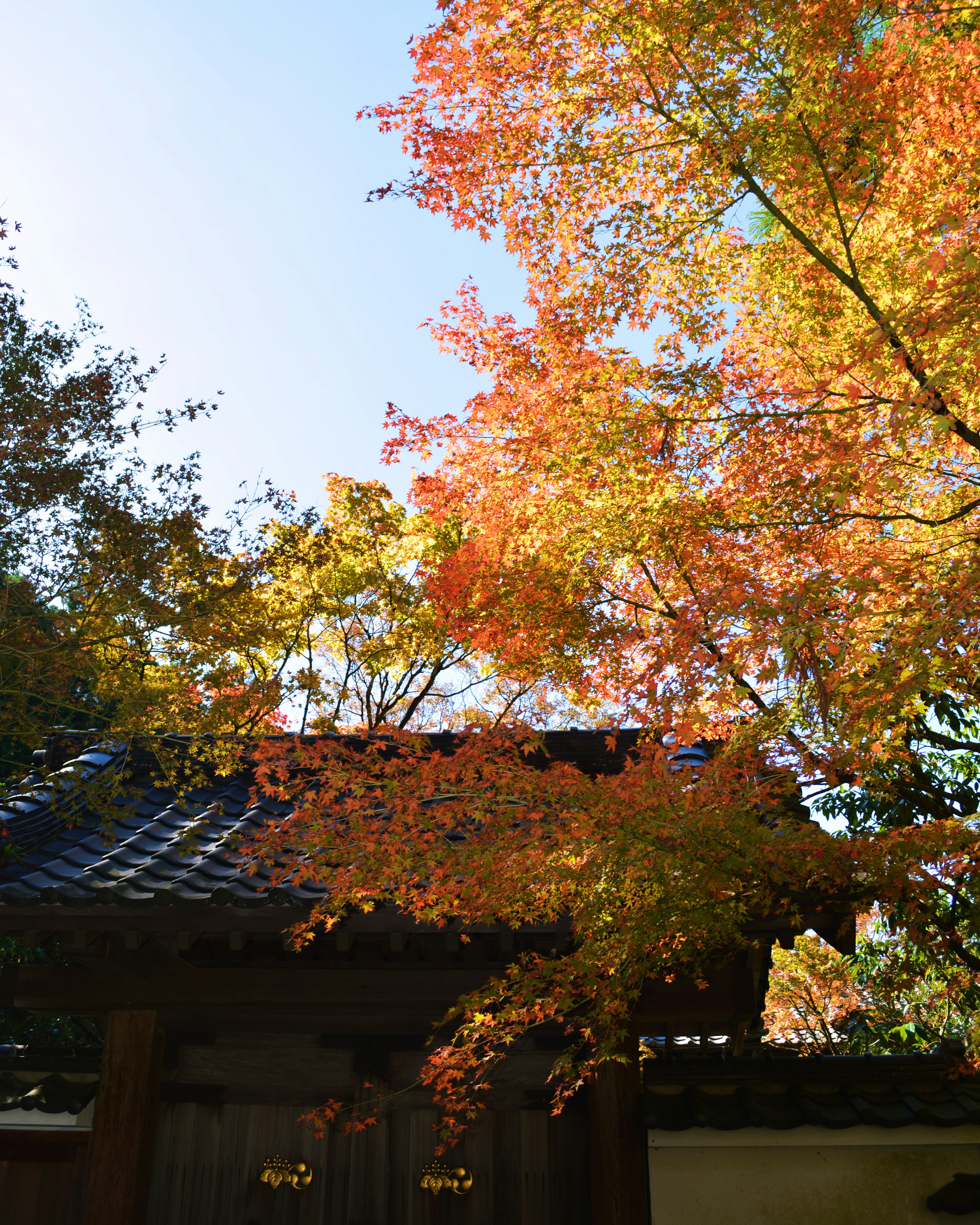 Traditional Japanese roof surrounded by vibrant autumn foliage