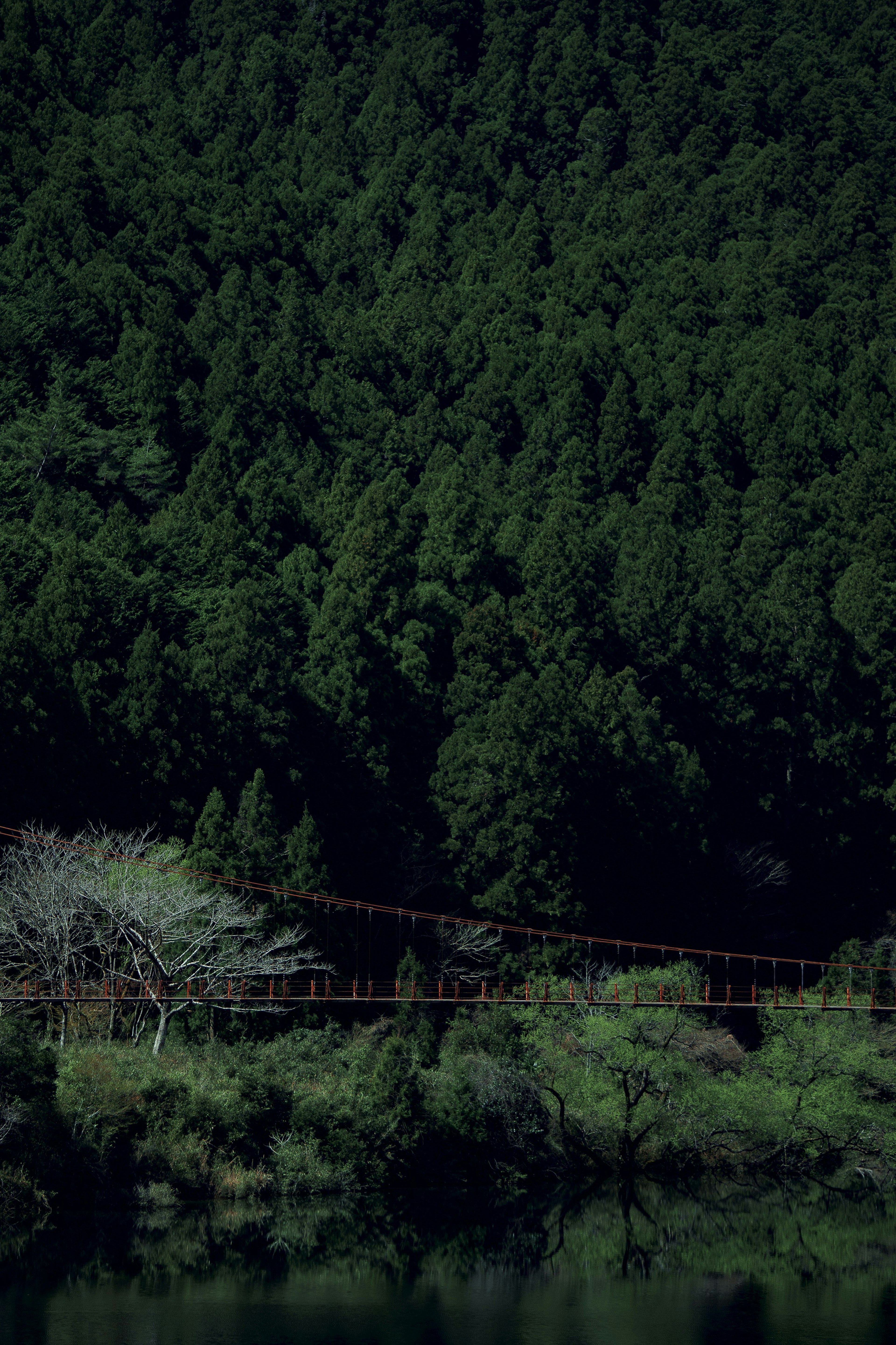 Jembatan gantung sempit di hutan hijau subur dengan permukaan air tenang