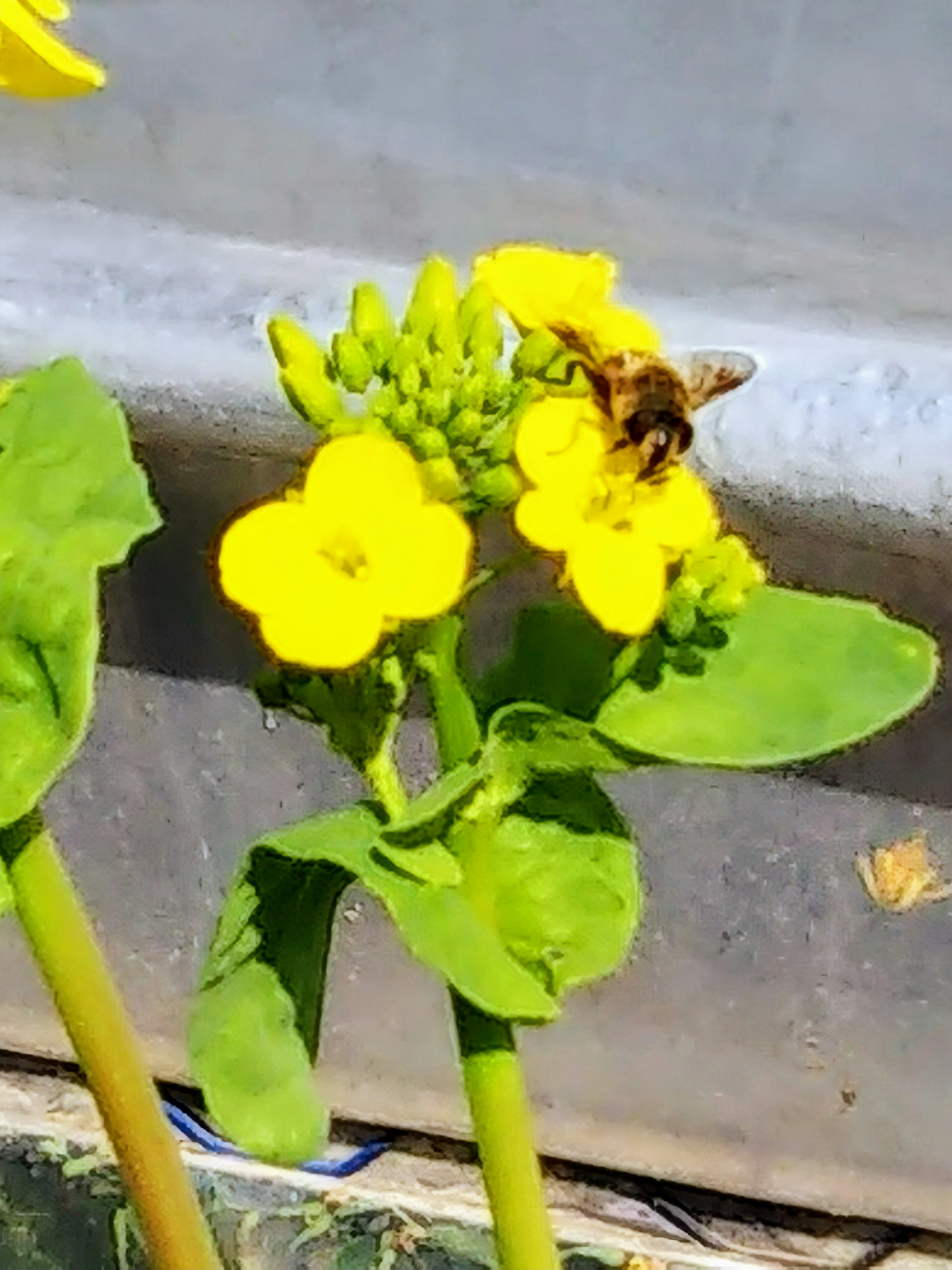 Un primer plano de flores amarillas con una abeja polinizando