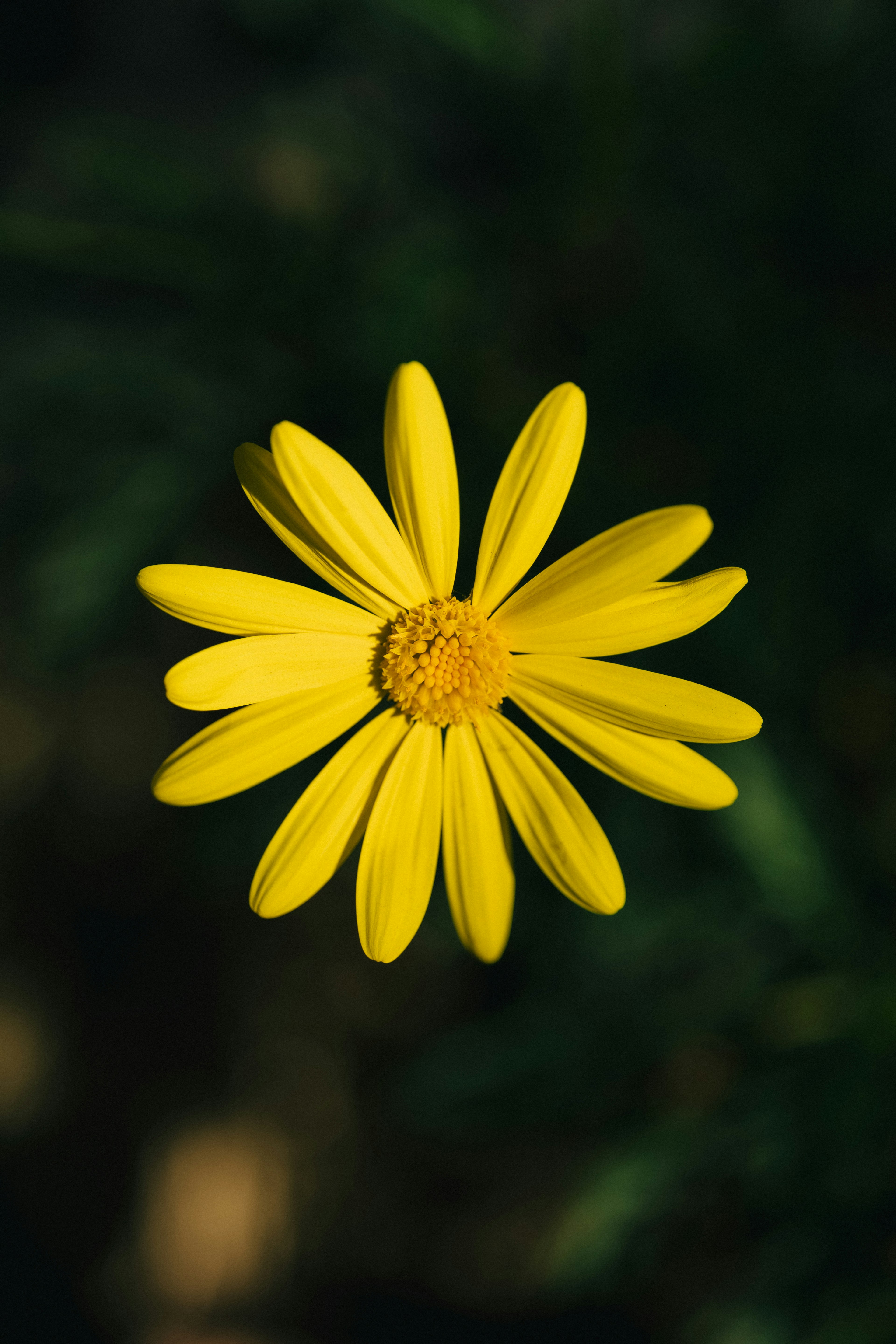 Eine leuchtend gelbe Blume mit länglichen Blütenblättern vor einem dunklen Hintergrund