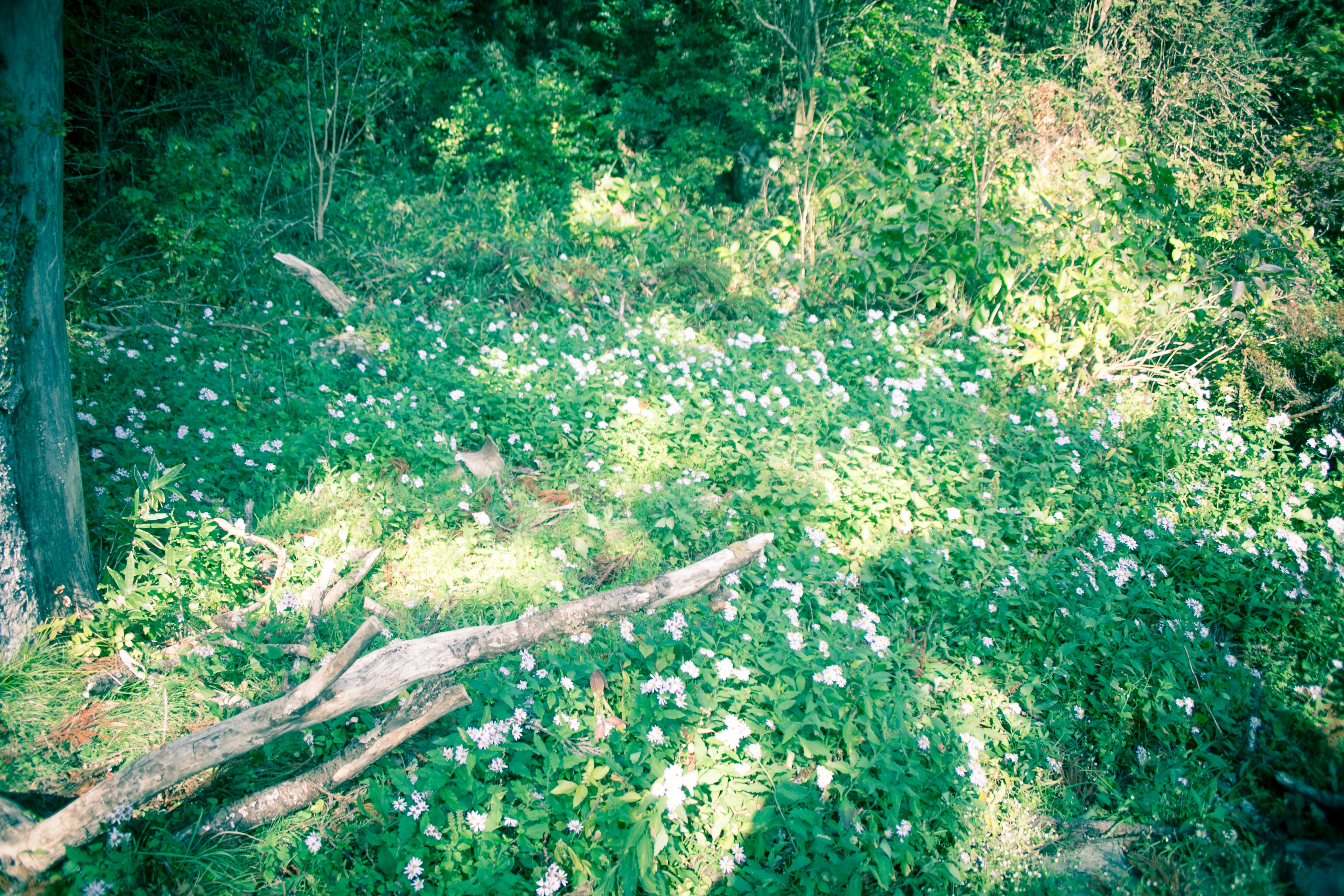 A green meadow filled with white flowers under a forest canopy