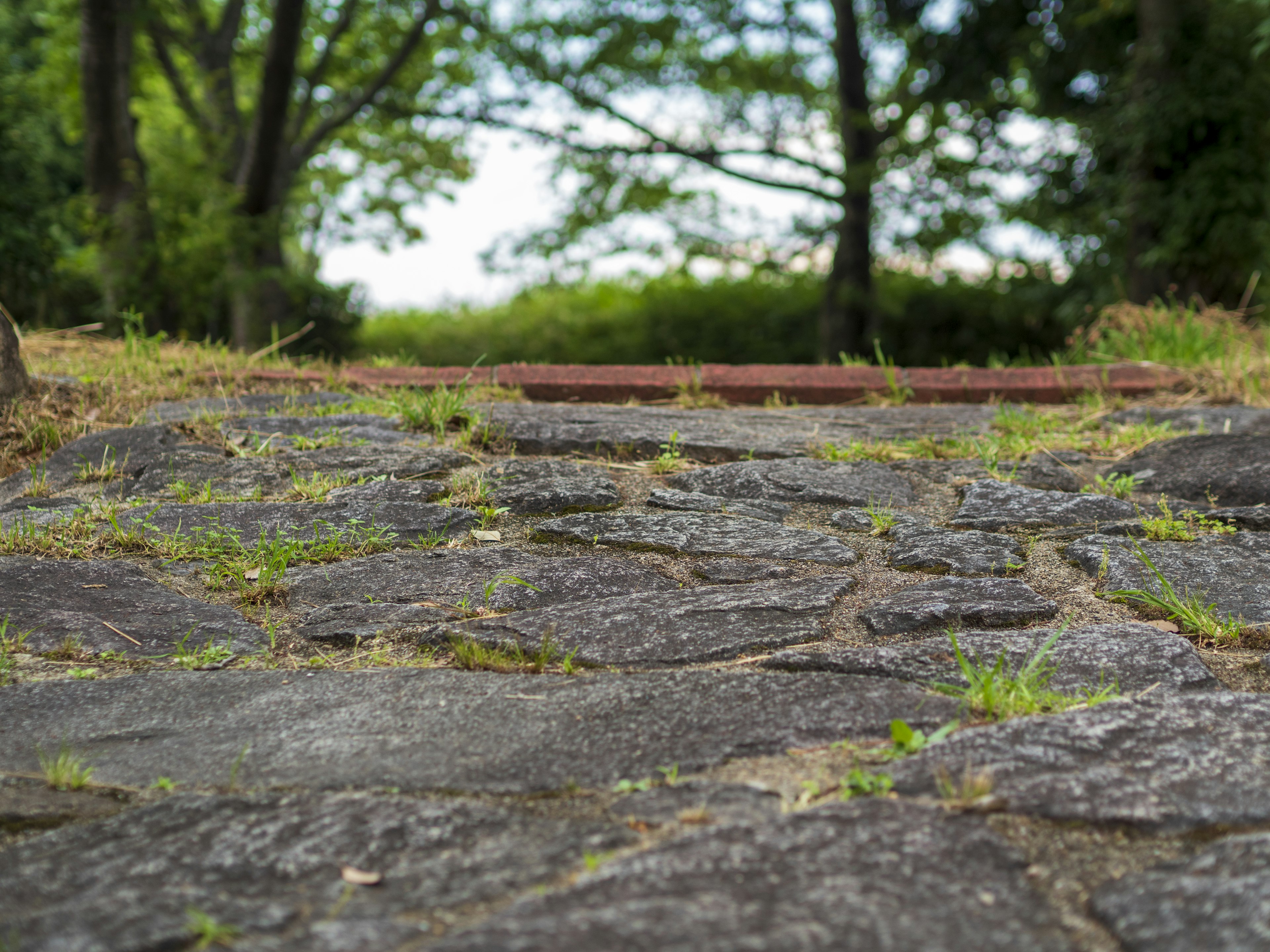 Chemin en pierre menant à travers des arbres verts