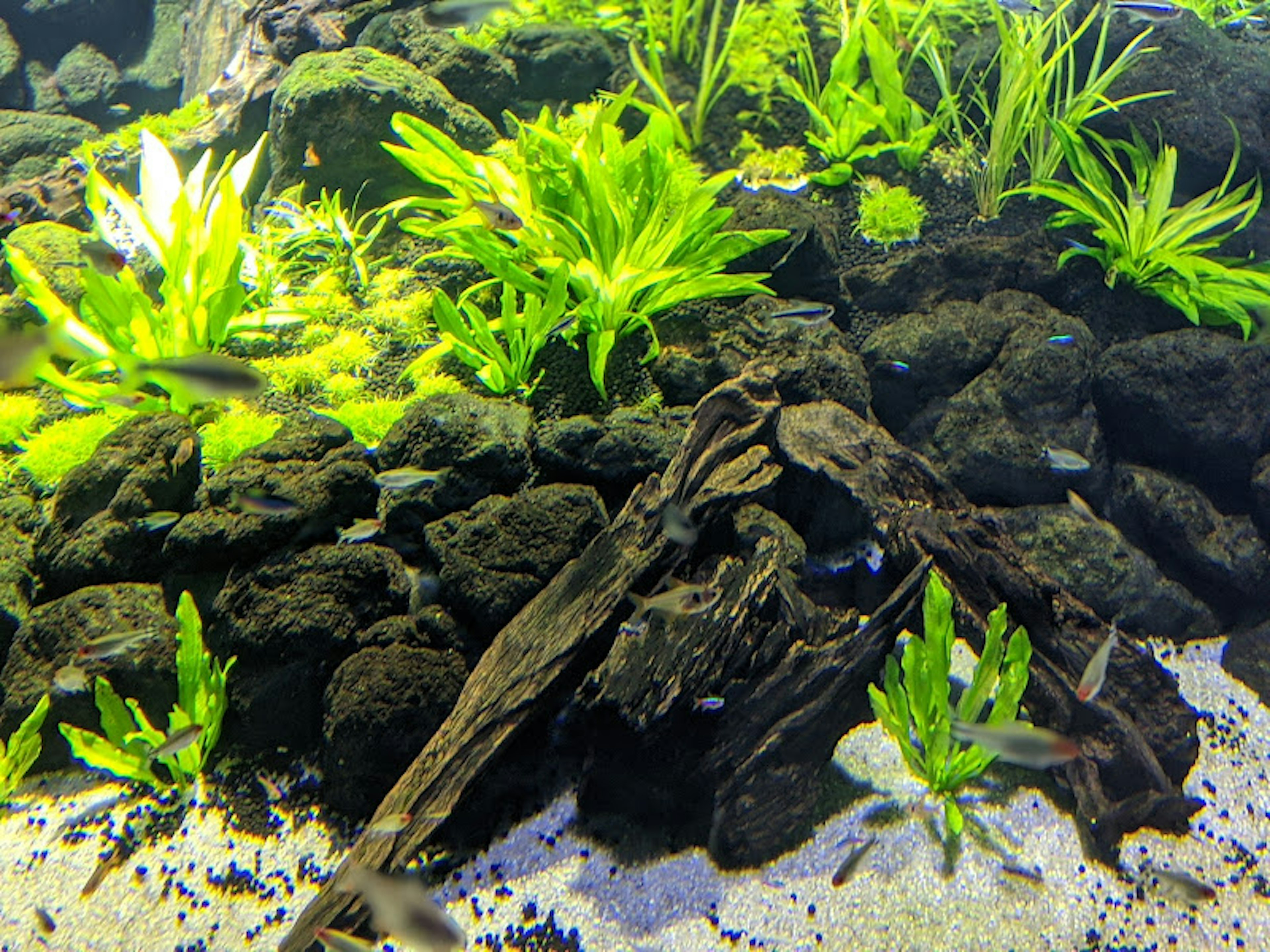 Scène d'aquarium avec des plantes aquatiques et des rochers