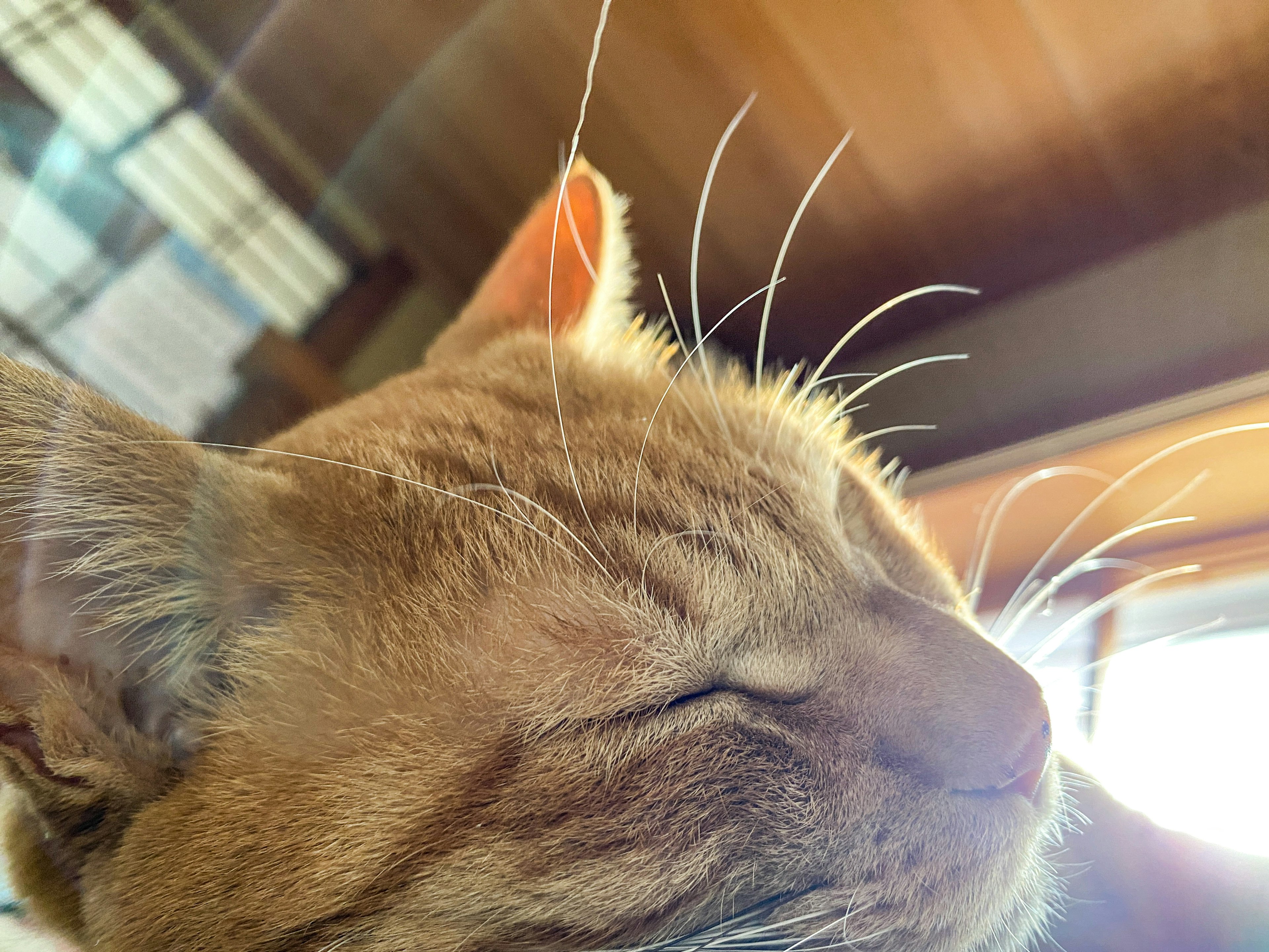 Acercamiento de la cara de un gato marrón con los ojos cerrados bajo la luz del sol