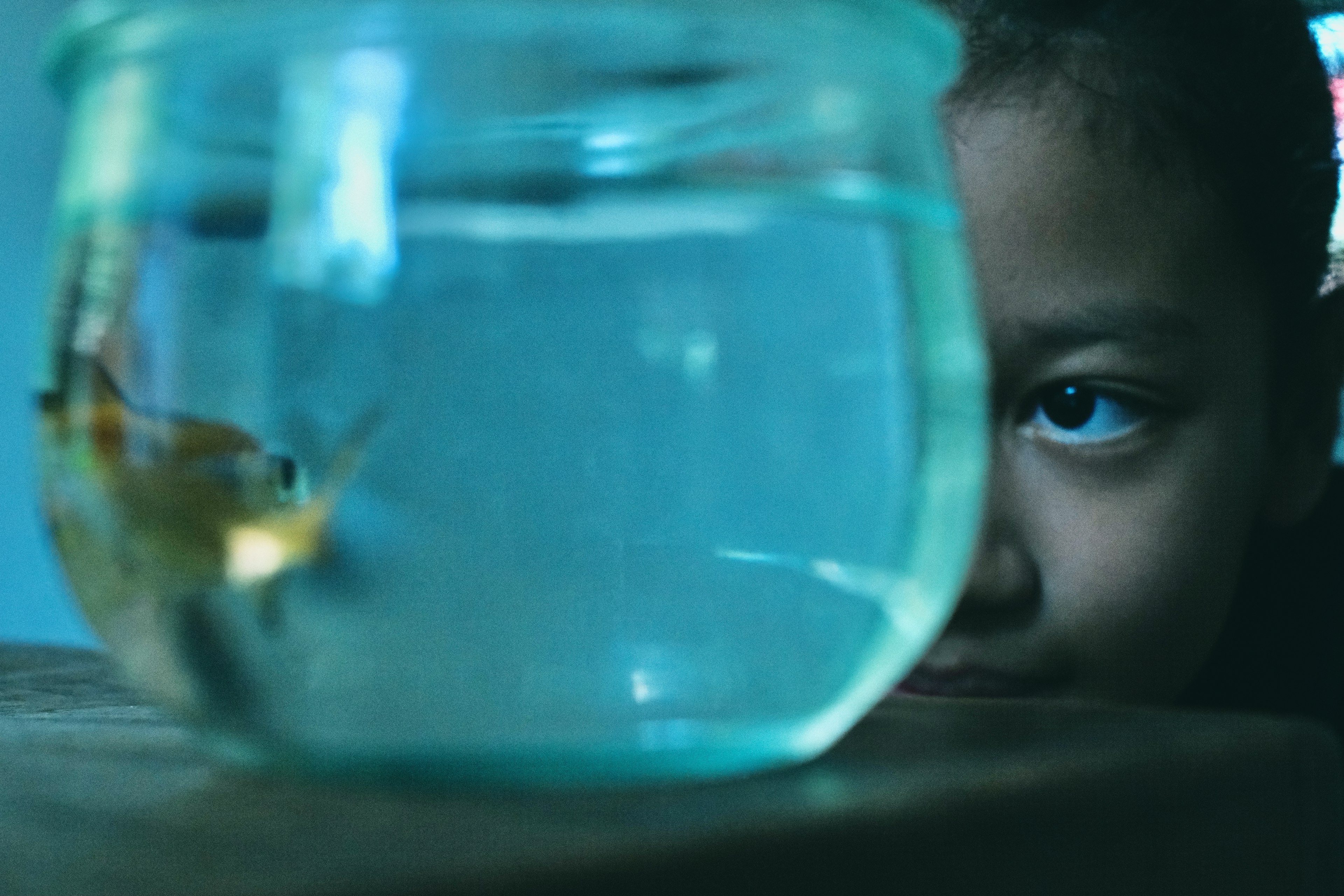 子供が水槽の金魚を見つめているシーン