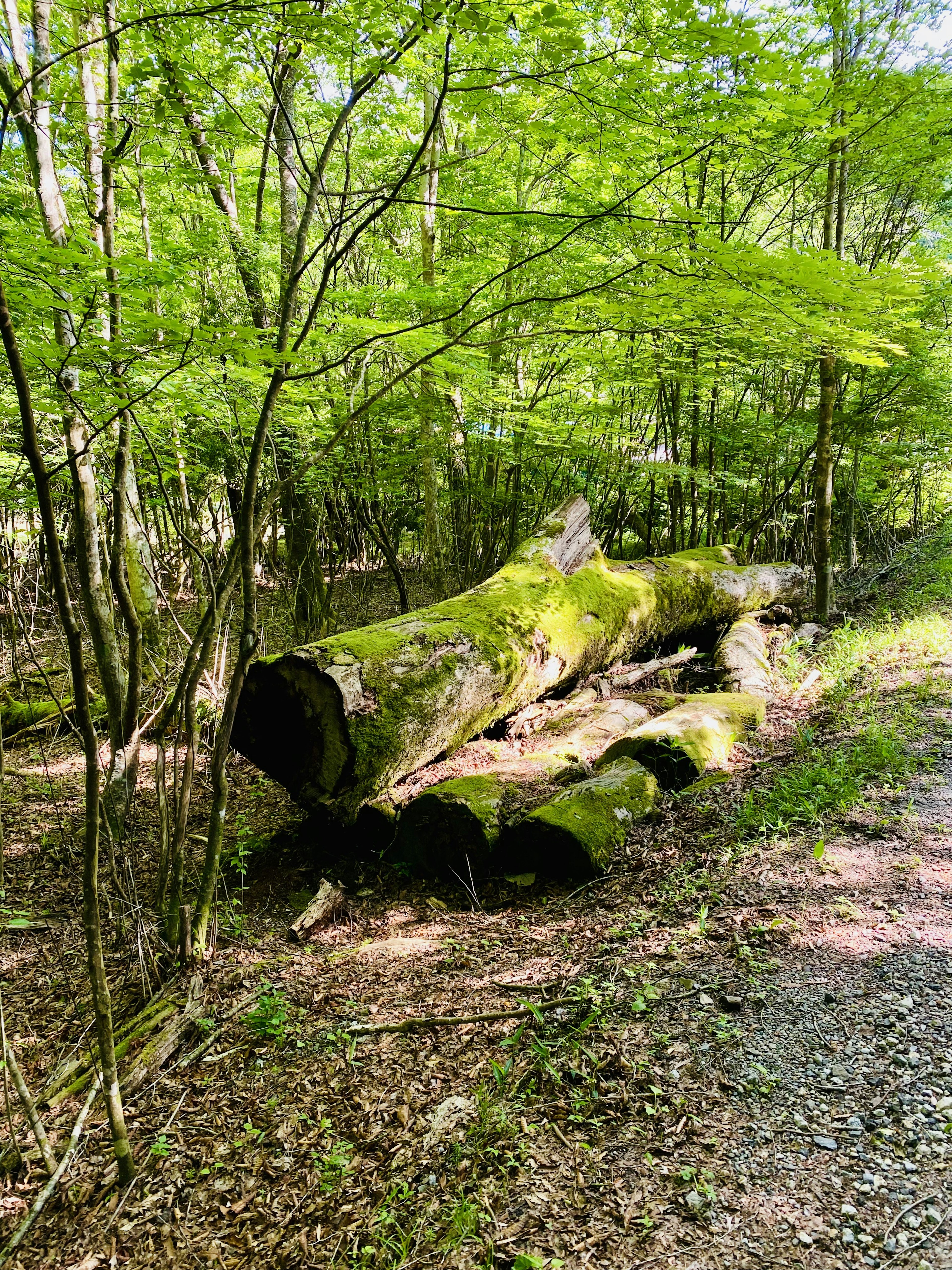 Un albero caduto coperto di muschio circondato da fogliame verde