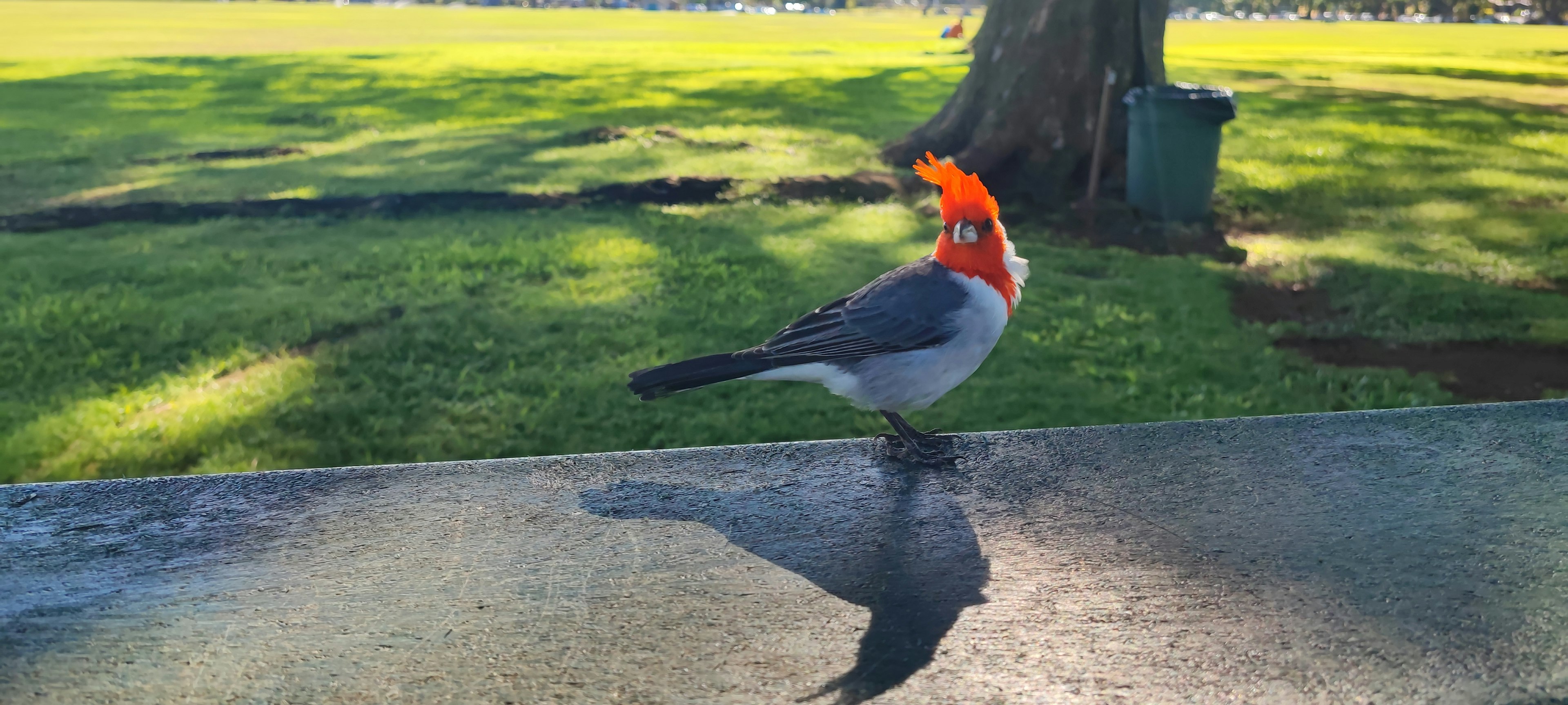 赤い頭を持つ鳥が公園の芝生の近くに立っている