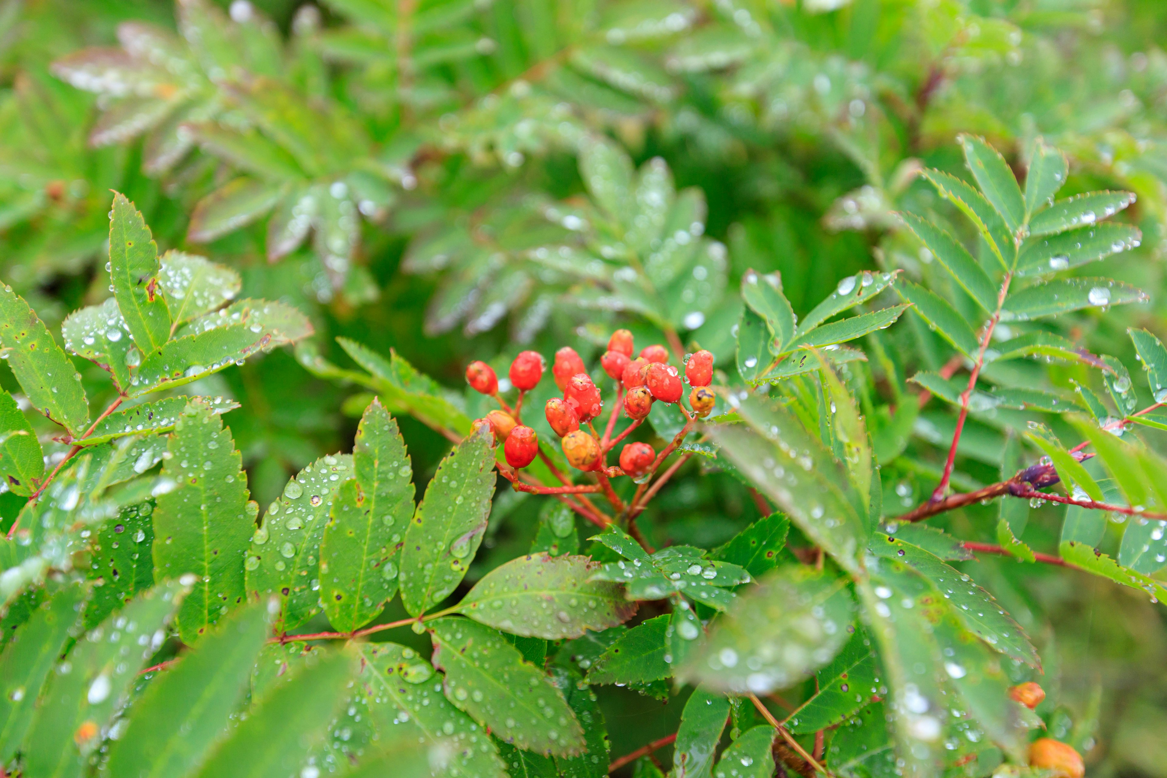 Primer plano de hojas verdes con racimos de bayas rojas cubiertas de gotas de agua