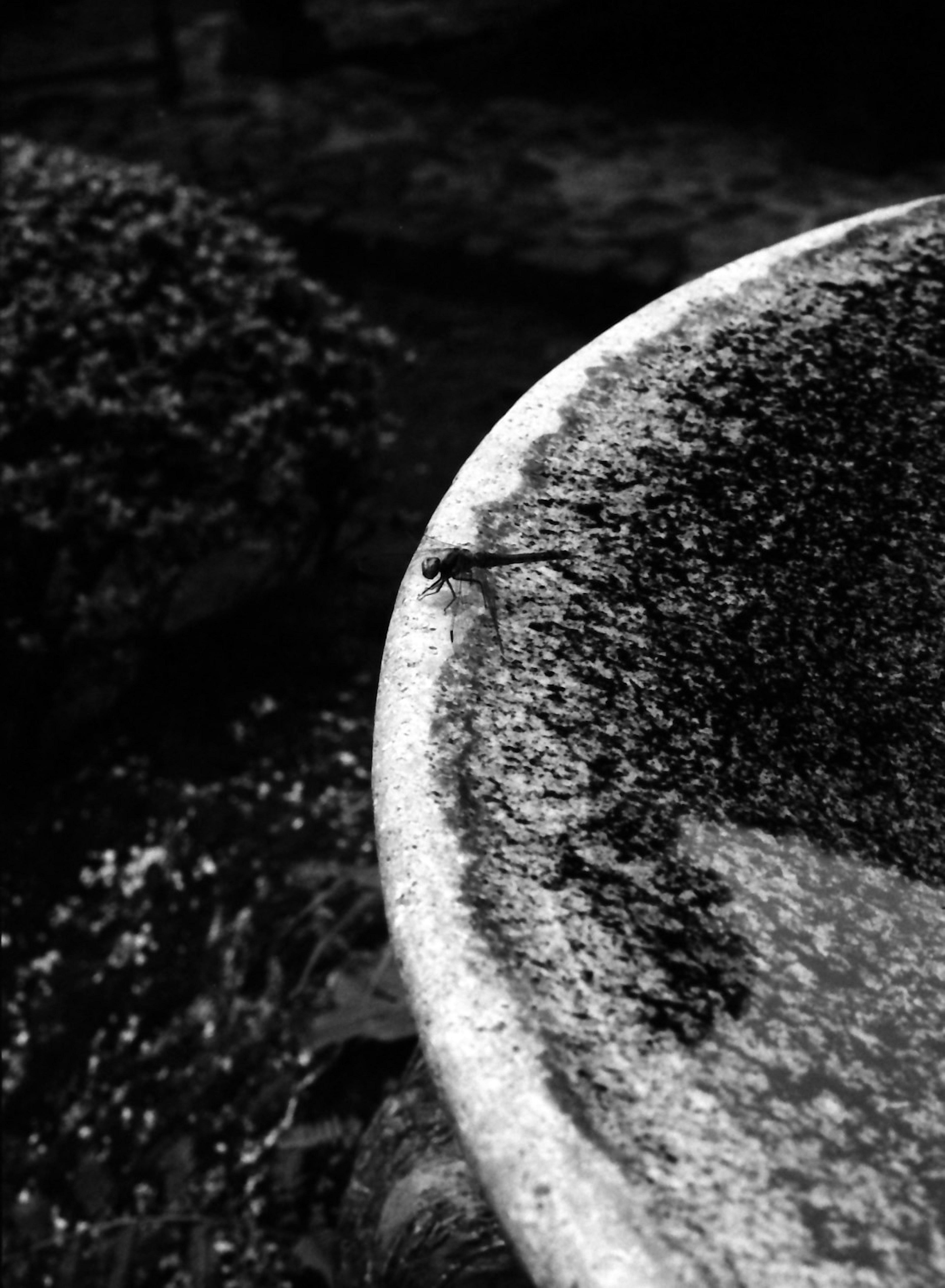 Black and white photo featuring an old stone dish with a small insect on the edge