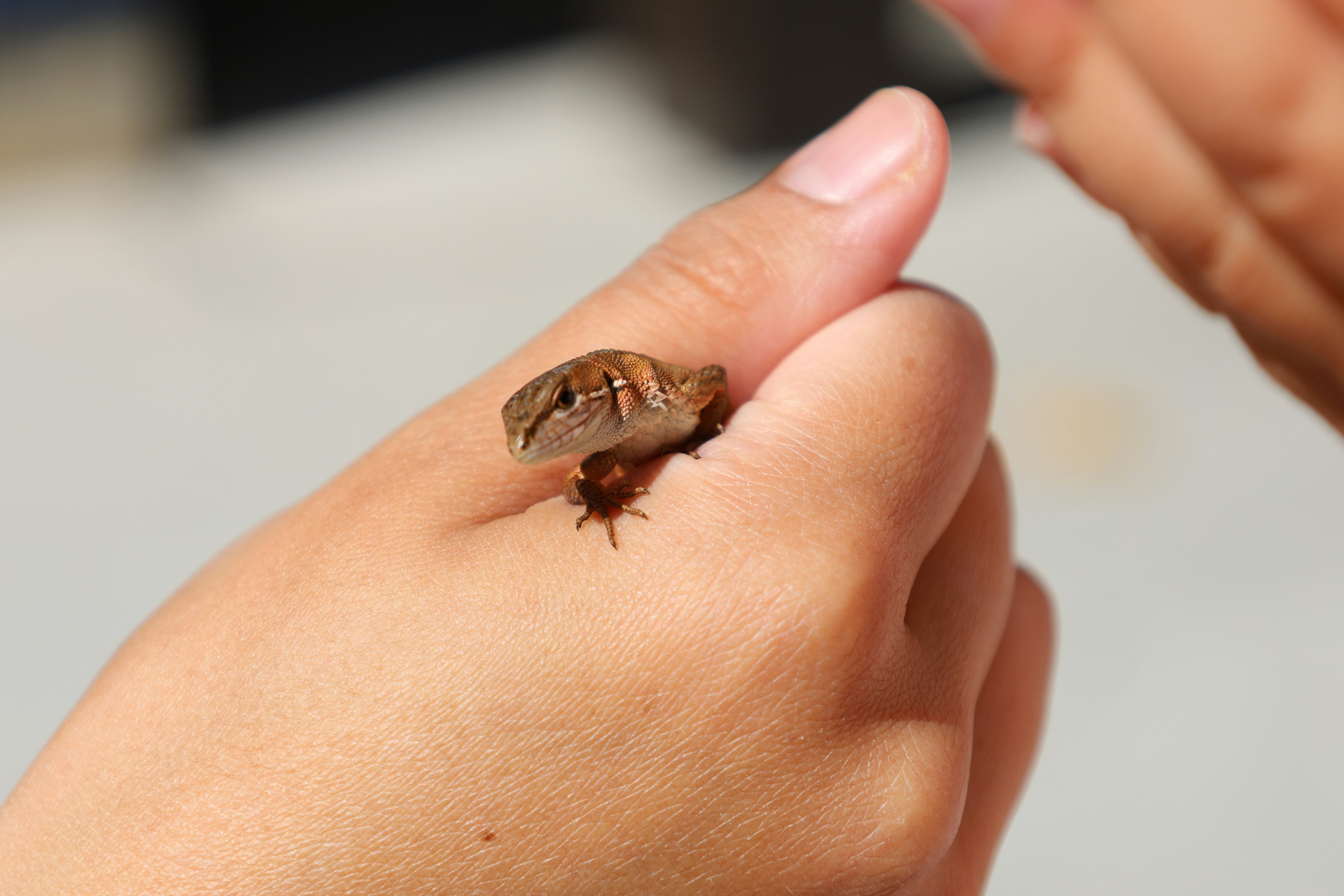 A small lizard-like creature on a person's hand