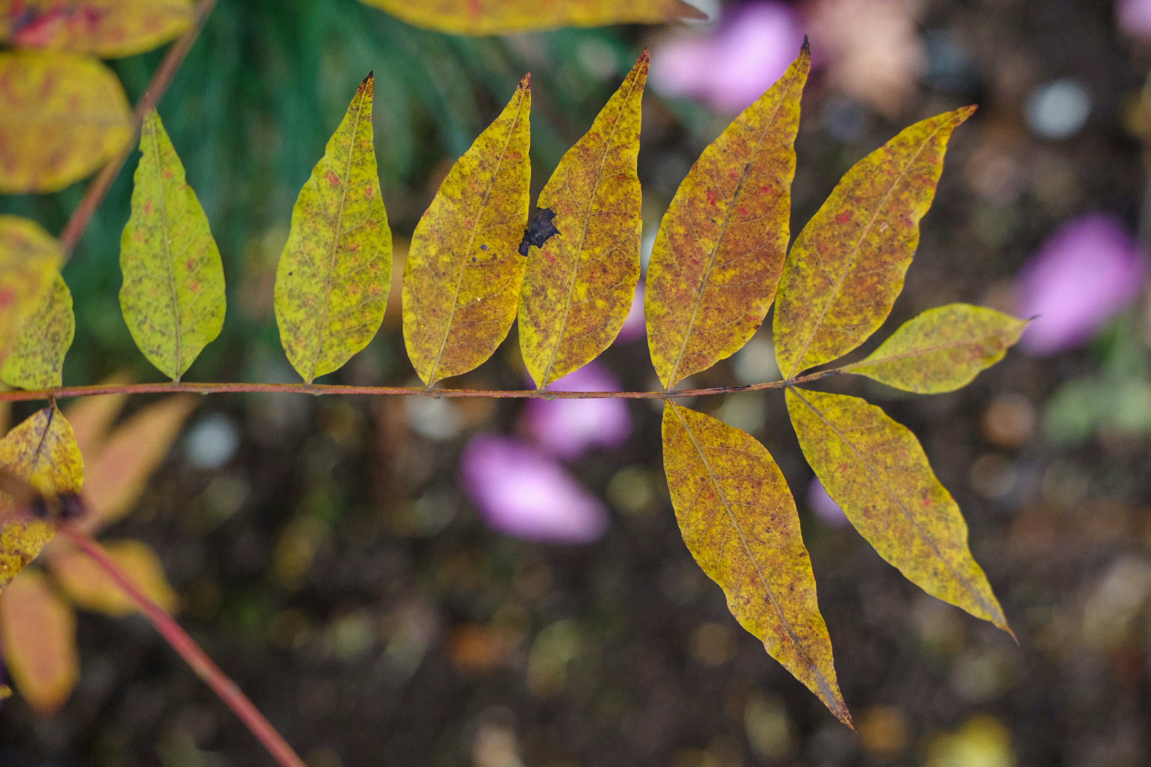 A branch with vibrant yellow and green leaves arranged