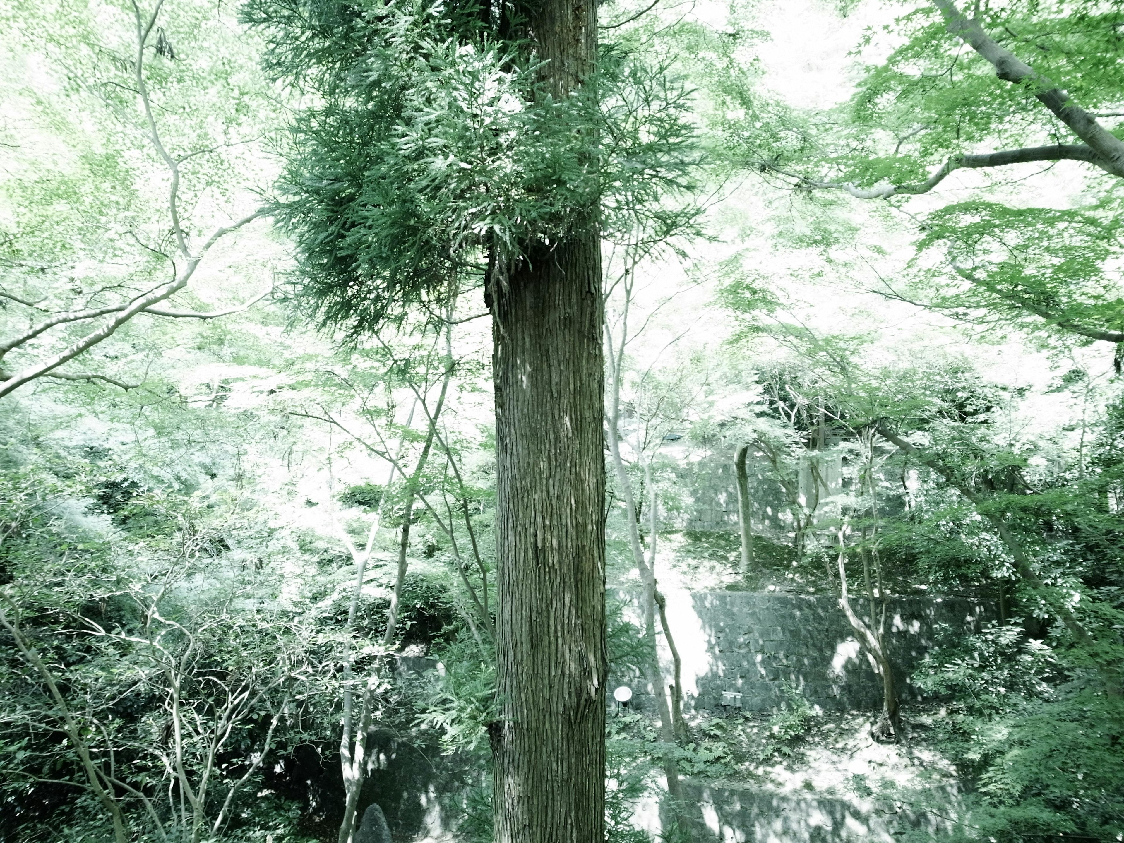 Tronc d'arbre entouré de verdure luxuriante et de paysage naturel