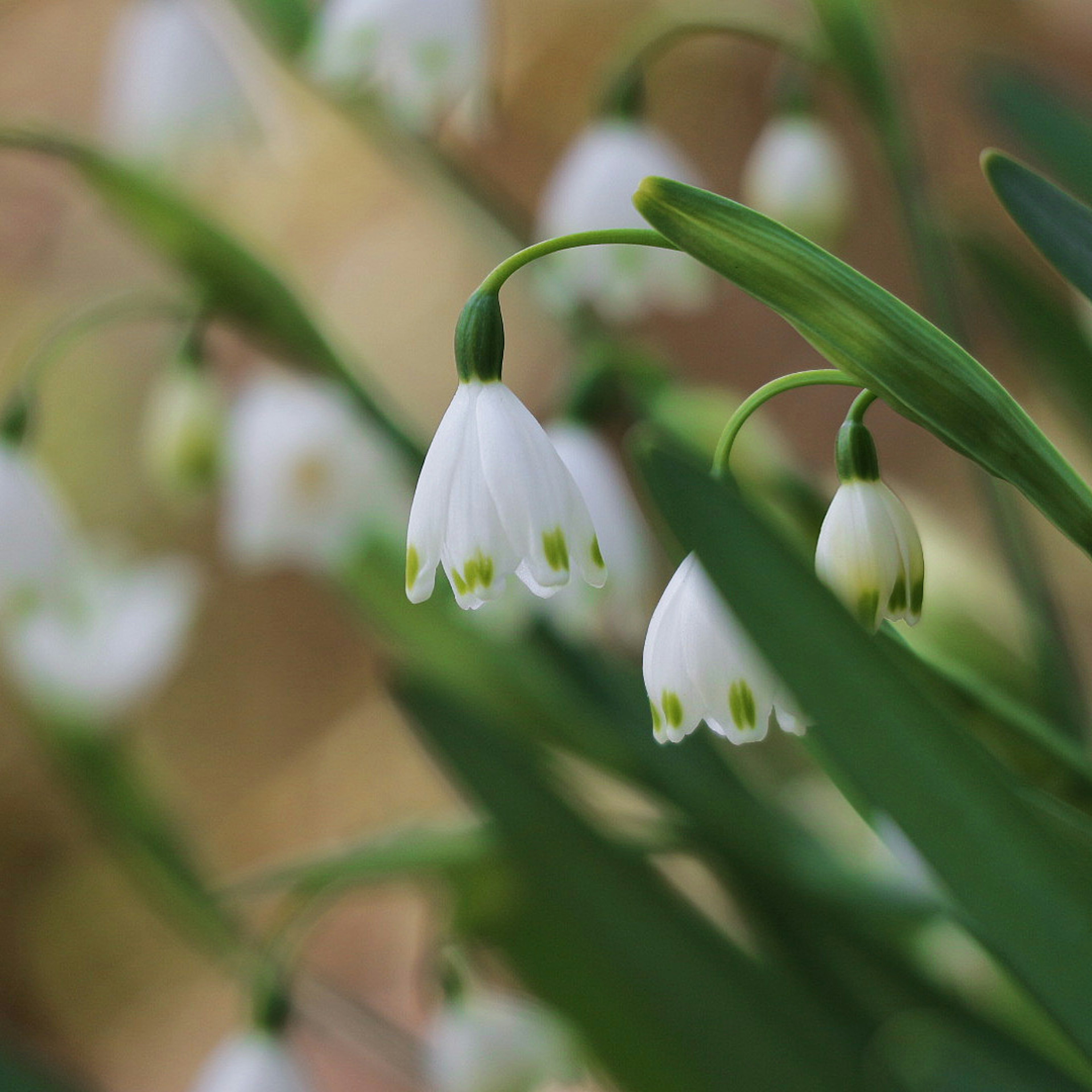 White snowdrop flowers hanging among green leaves