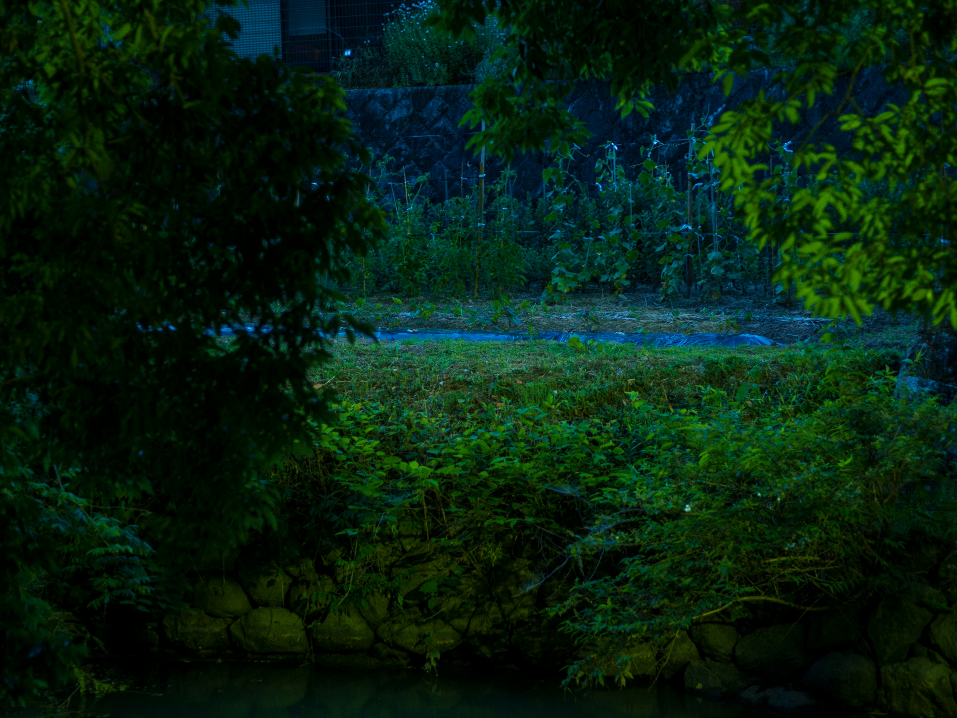 Escena serena junto al río con vegetación exuberante que captura la tranquilidad nocturna y la belleza natural