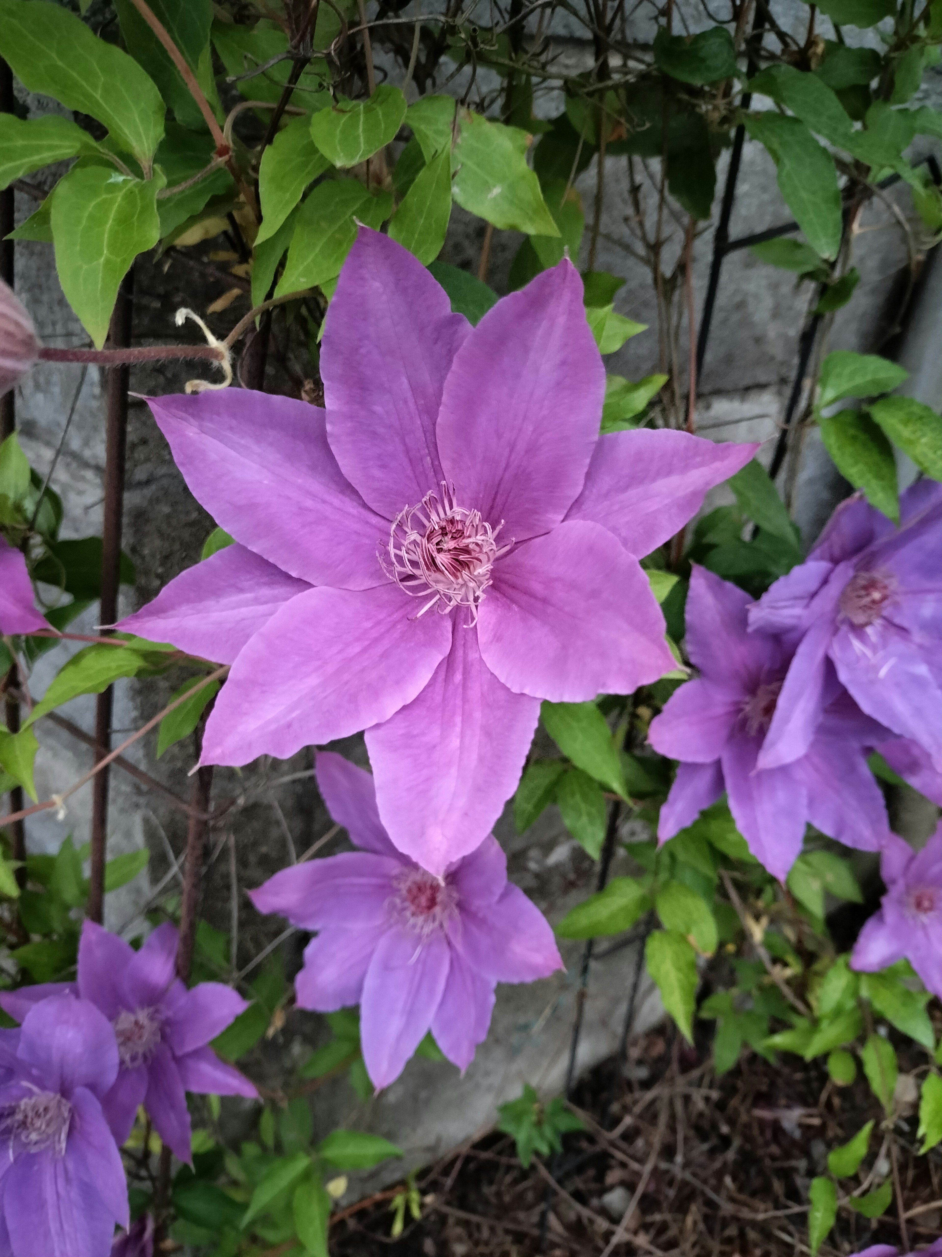 Gambar bunga clematis ungu yang mekar