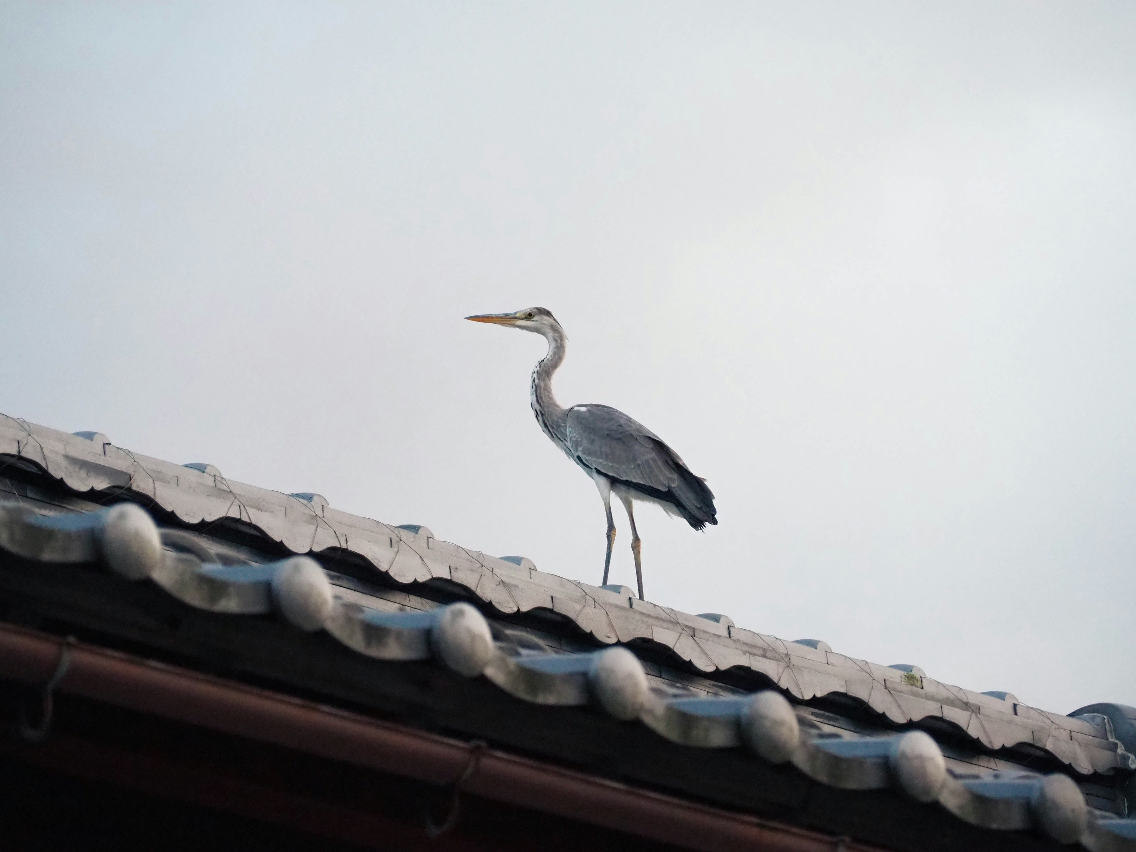 一隻蒼鷺站在屋頂上，背景是寧靜的天空